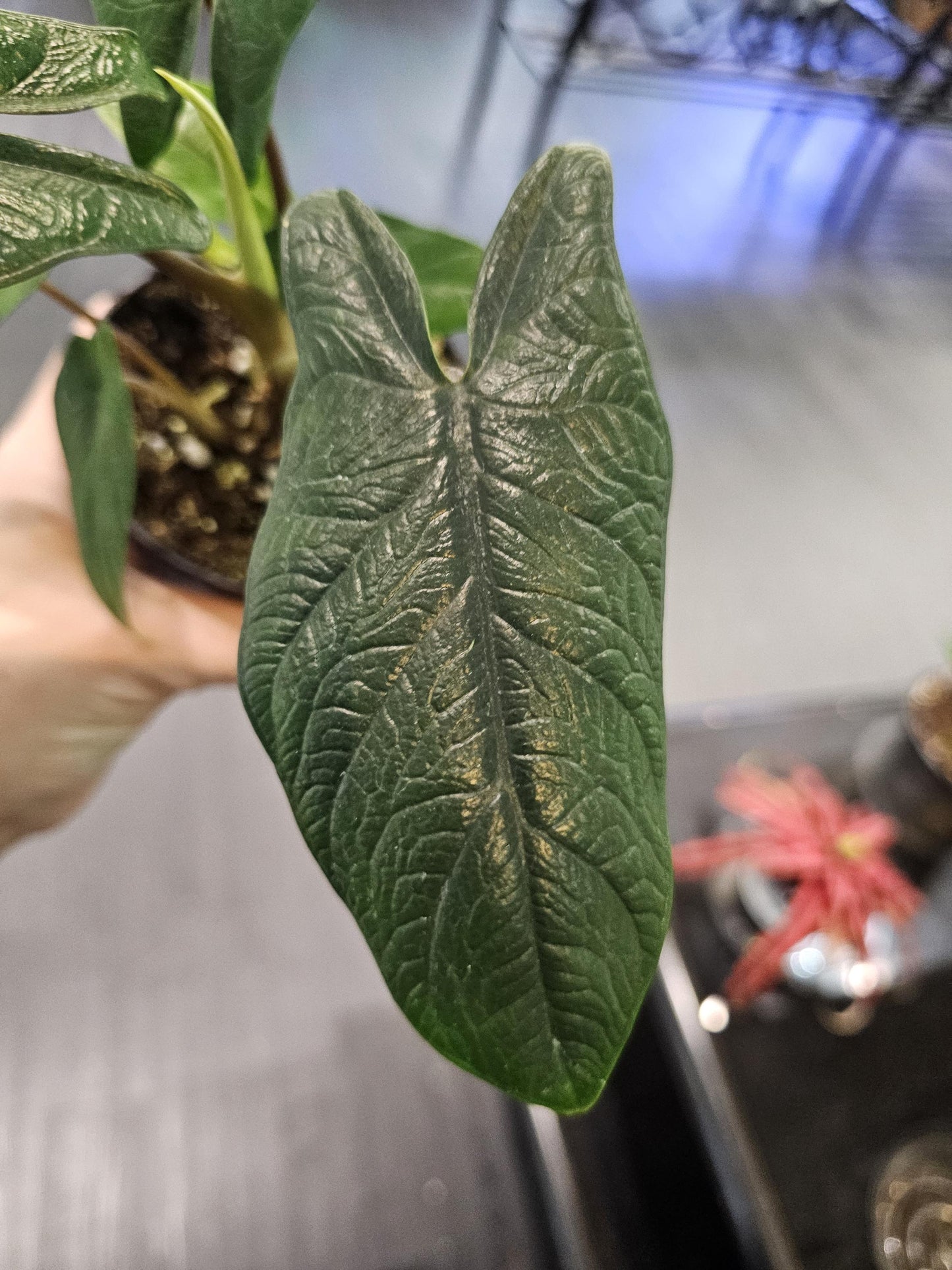 Alocasia Scalprum 4"