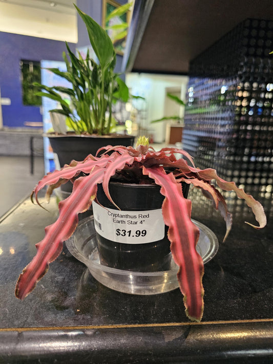 Cryptanthus Red Earth Star 4"