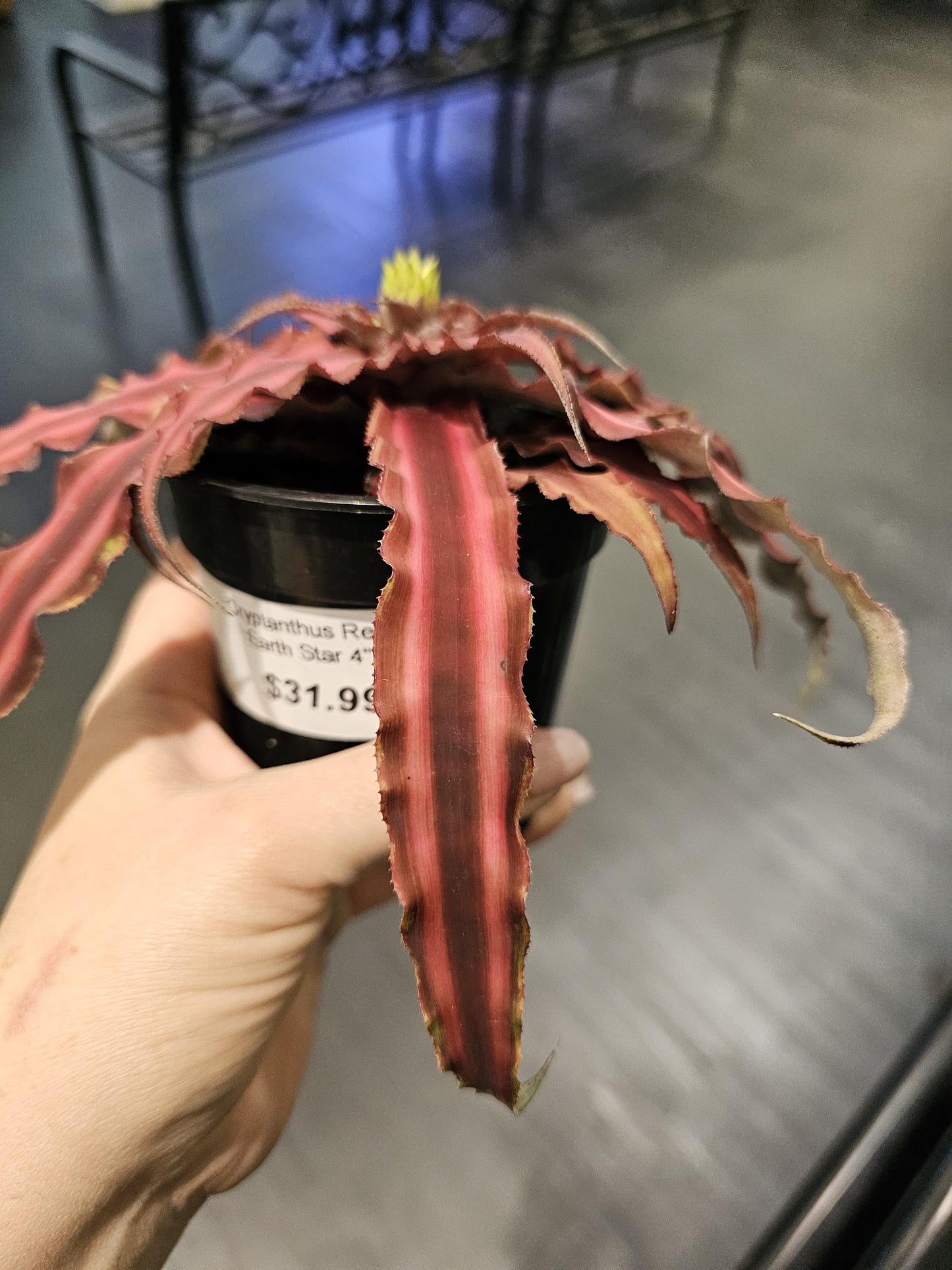 Cryptanthus Red Earth Star 4"