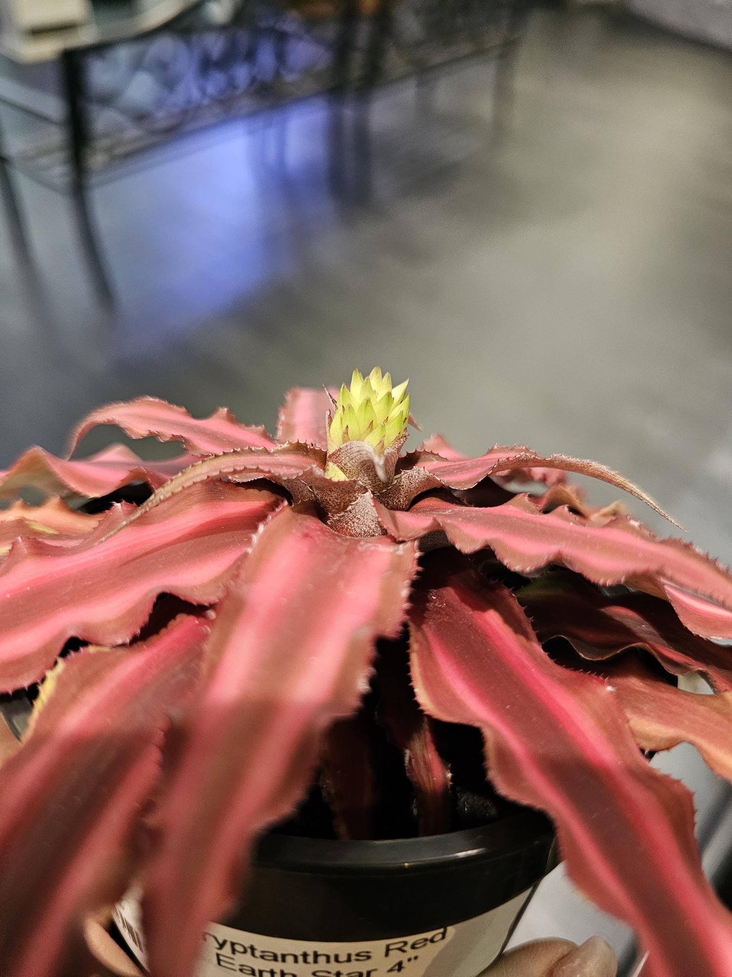 Cryptanthus Red Earth Star 4"