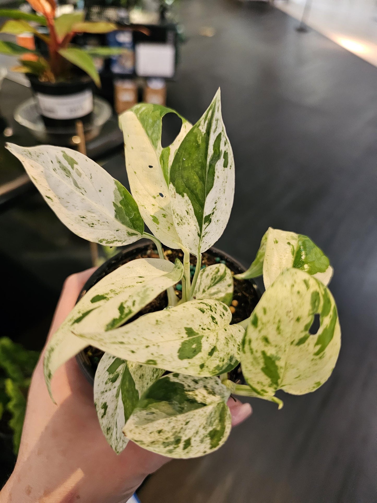 Epiprenium Marble 4"