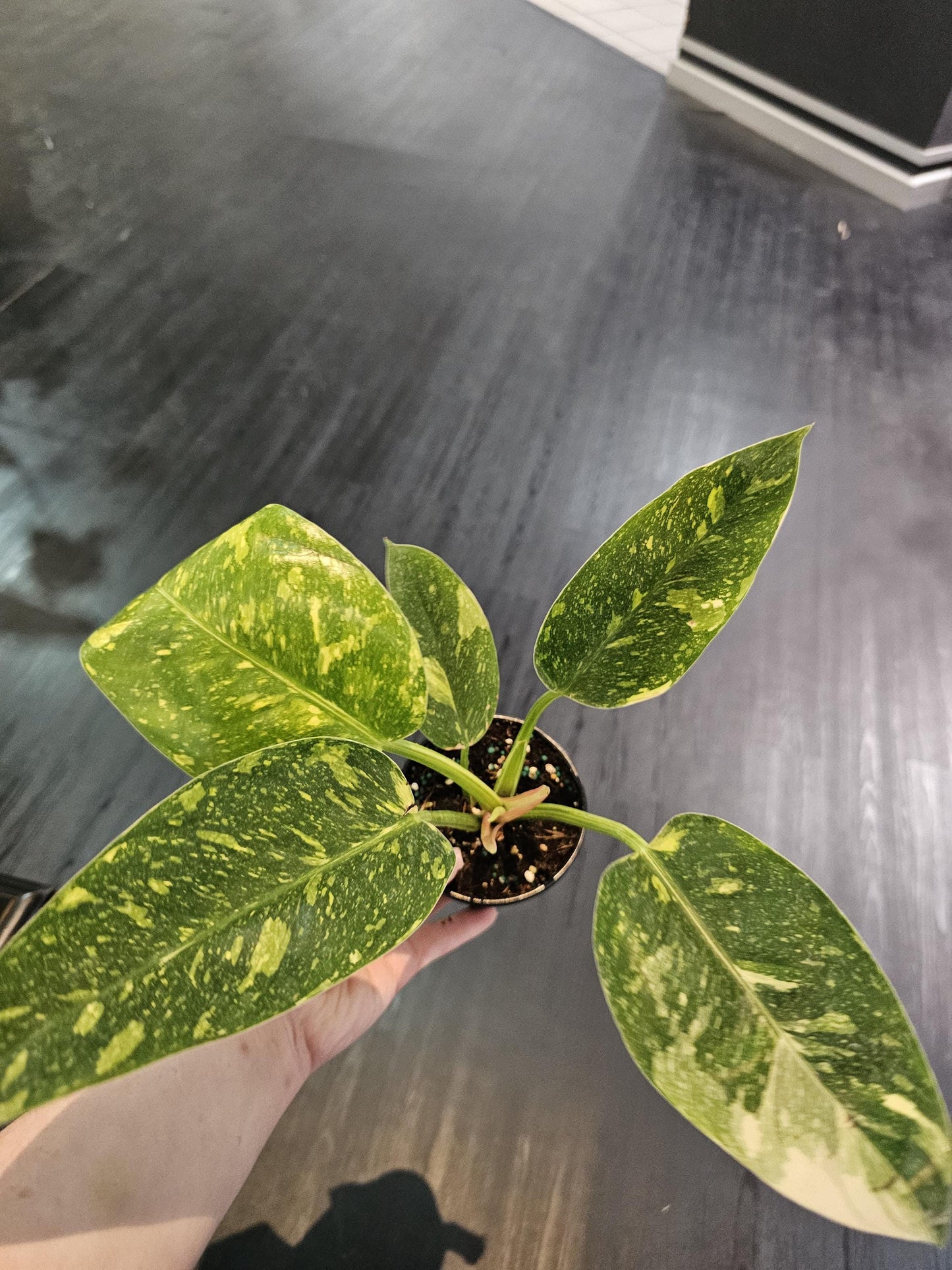 Philodendron Congo Nuclear 4"