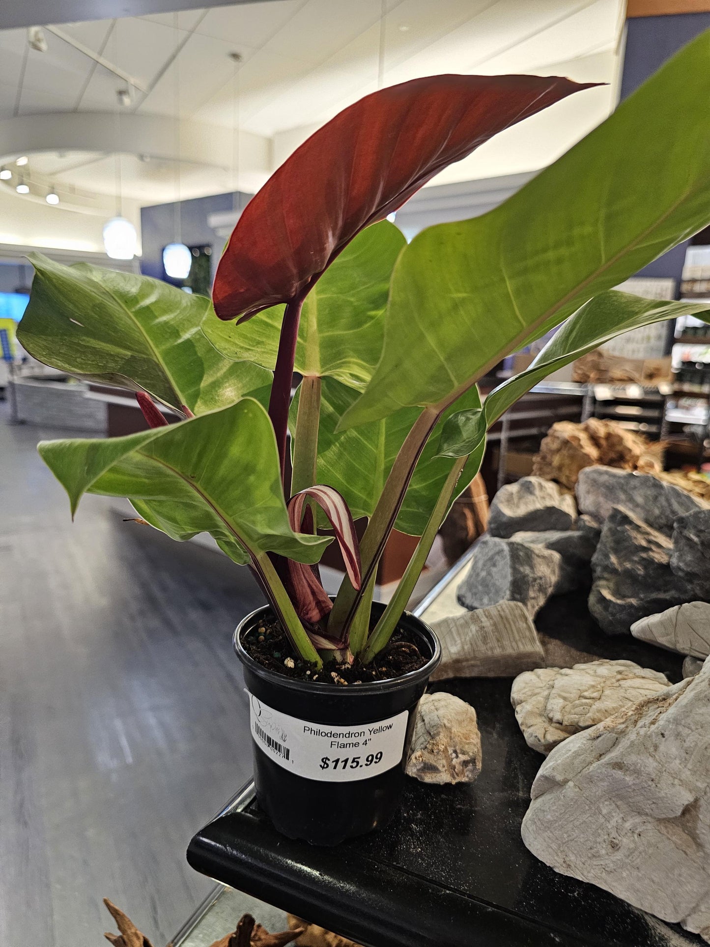 Philodendron Yellow Flame 4"