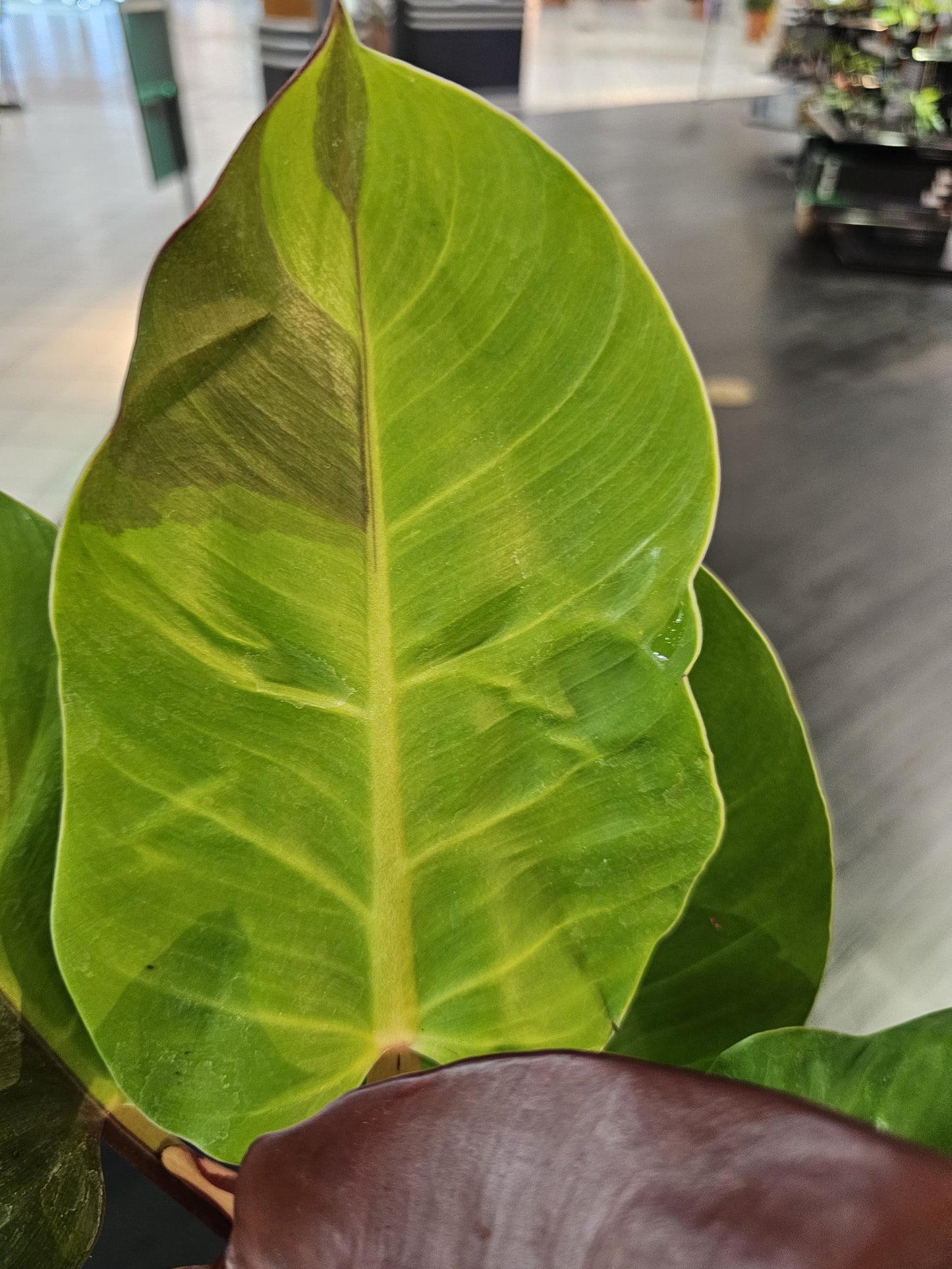 Philodendron Yellow Flame 4"