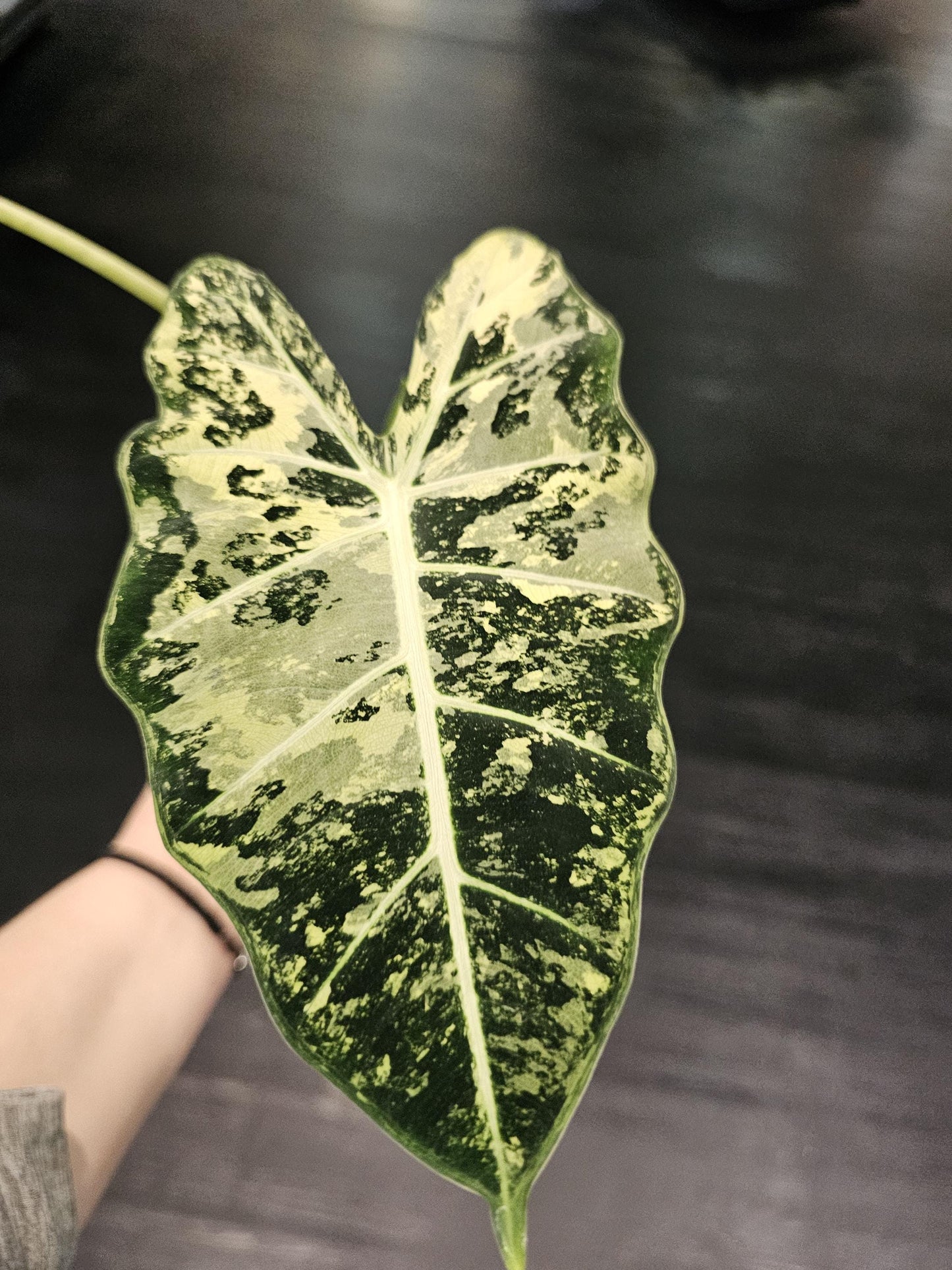 Verigated Alocasia Frydek 6"