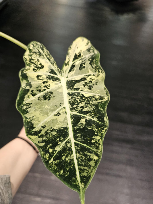 Verigated Alocasia Frydek 6"
