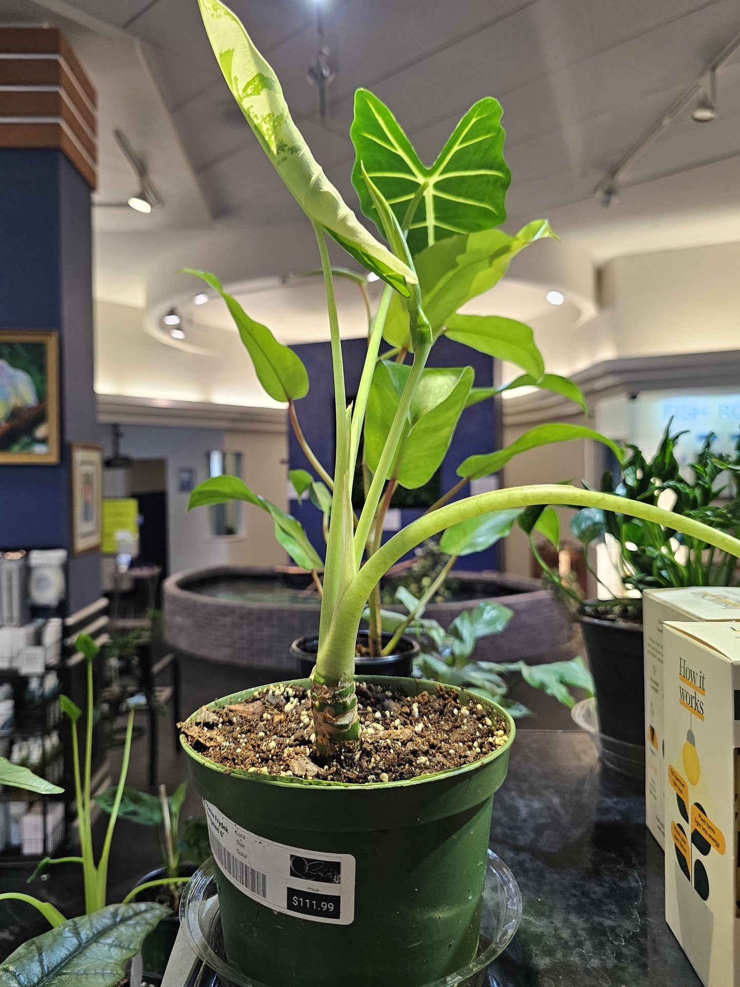 Verigated Alocasia Frydek 6"