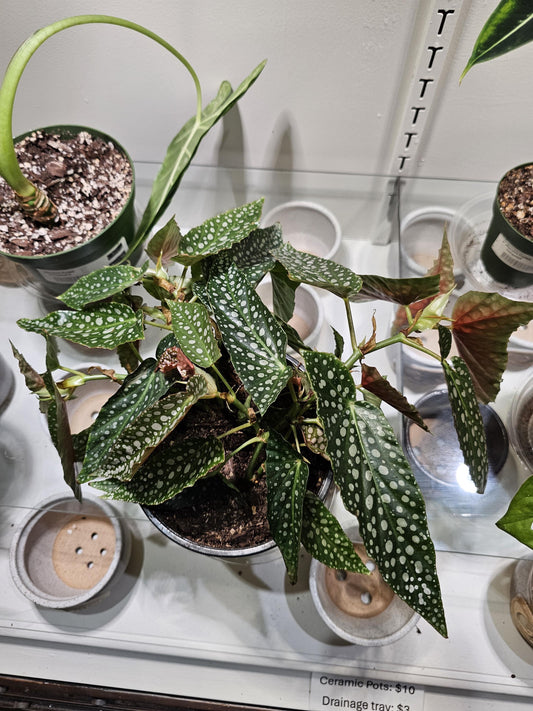 Begonia Maculata 6"