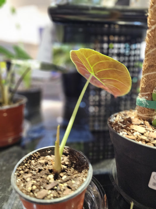 Alocasia Red Secret 4"