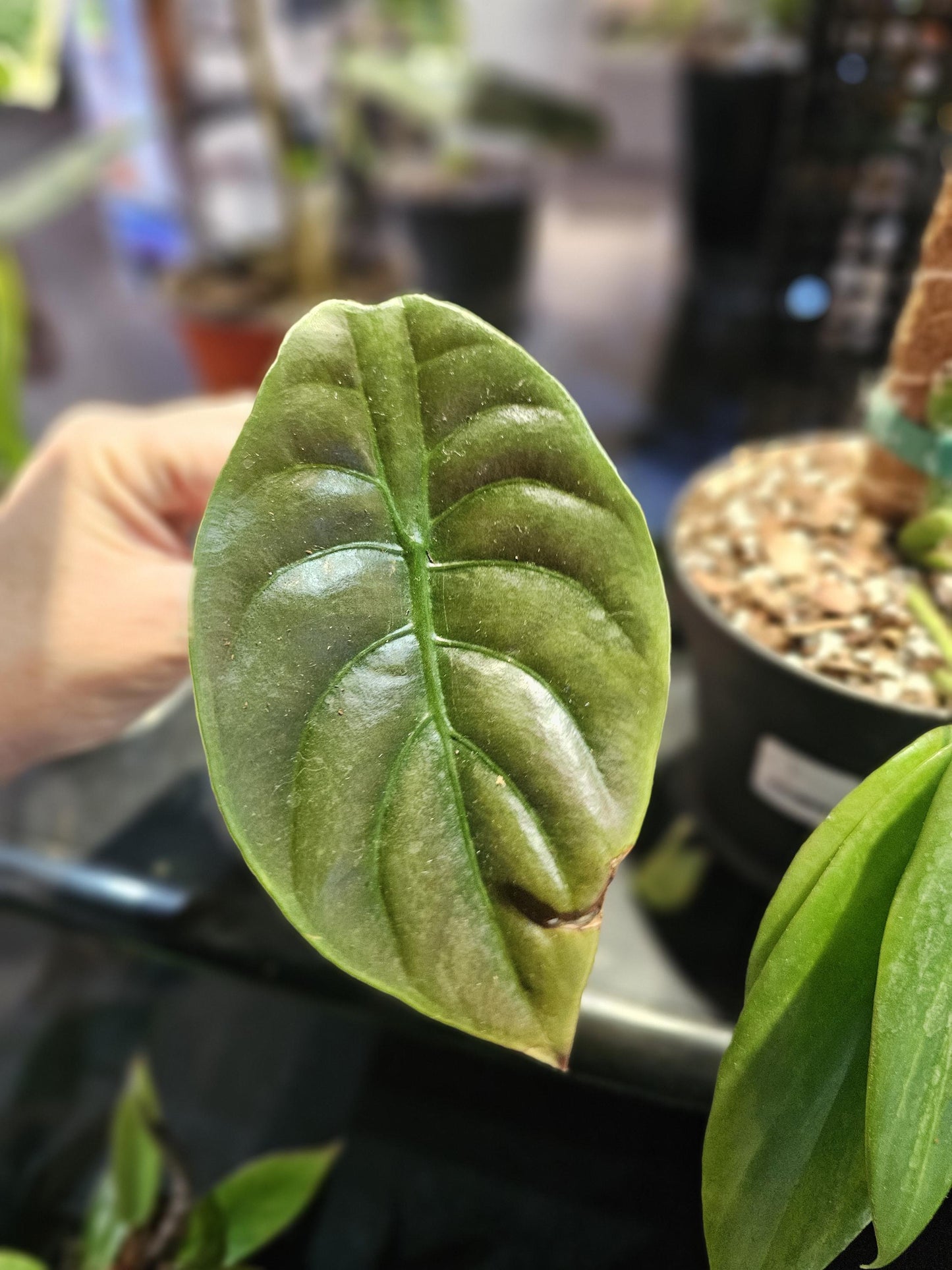 Alocasia Red Secret 4"