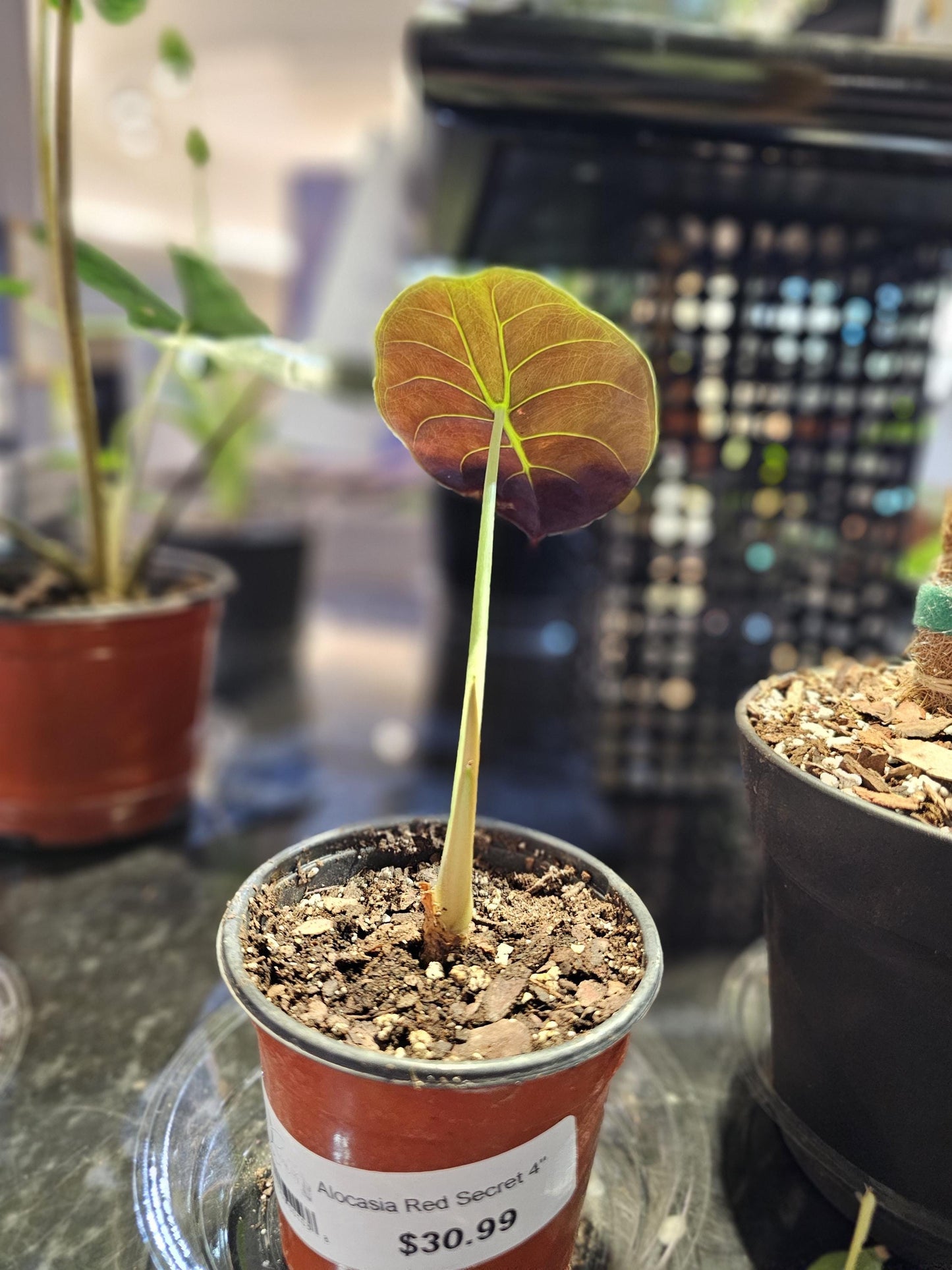 Alocasia Red Secret 4"