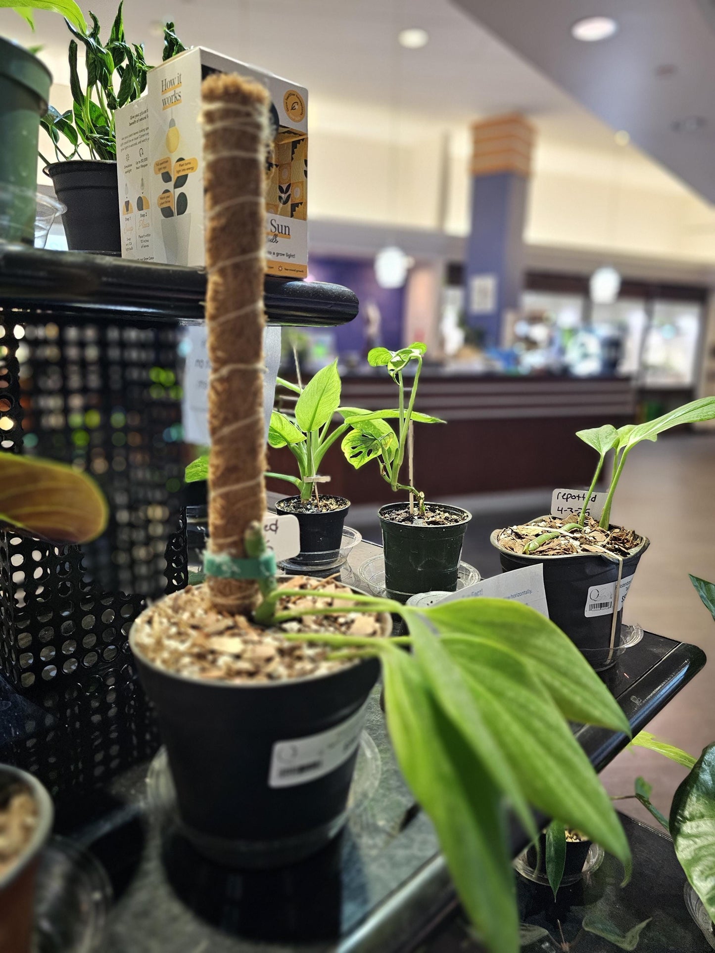 Philodendron Dragon Tail Vertical with Cocoa pole 6"