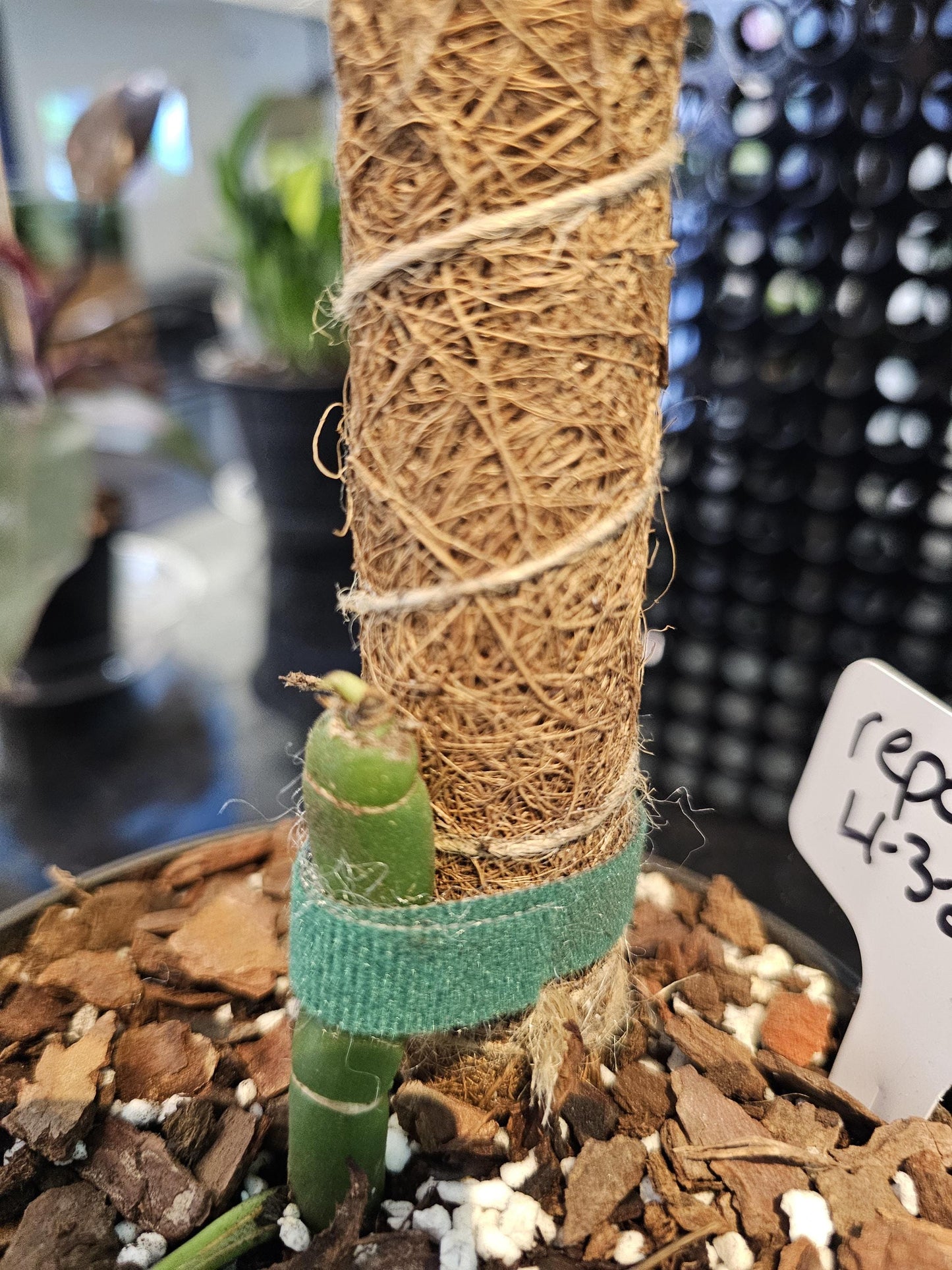 Philodendron Dragon Tail Vertical with Cocoa pole 6"