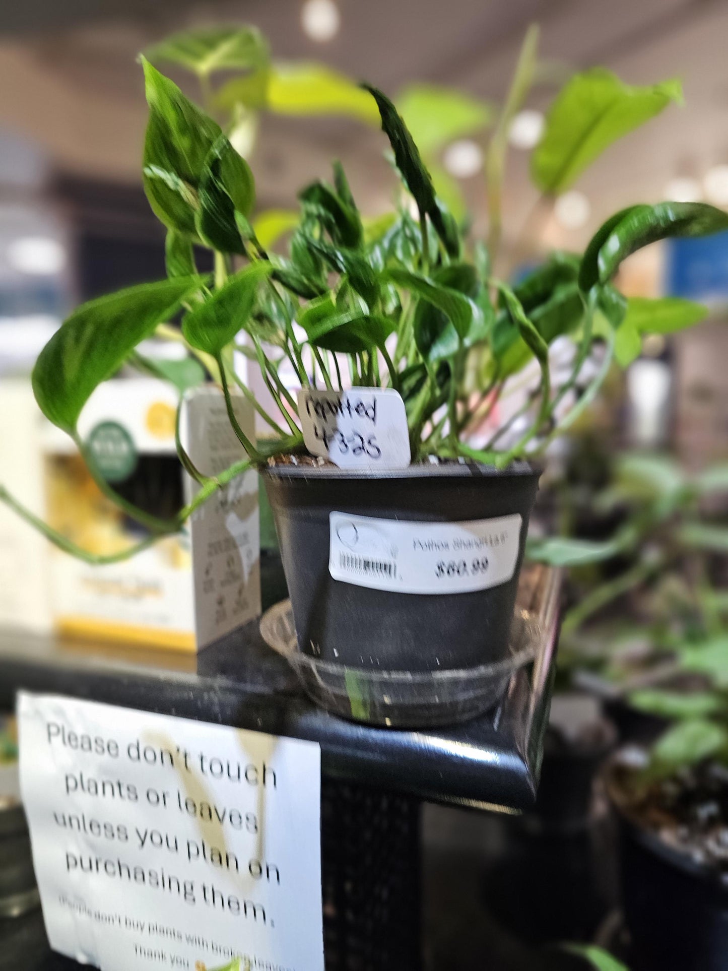 Pothos Shangri-La 6"