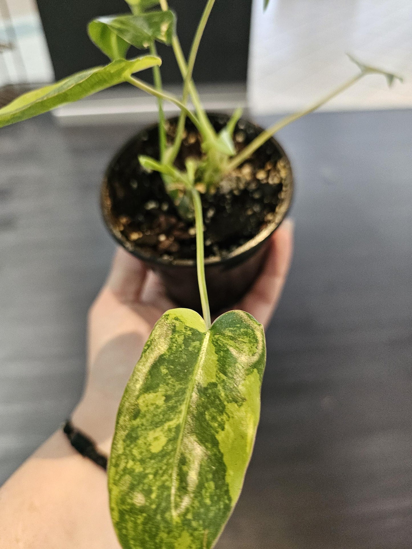 Philodendron Burle Marx Verigated 4"