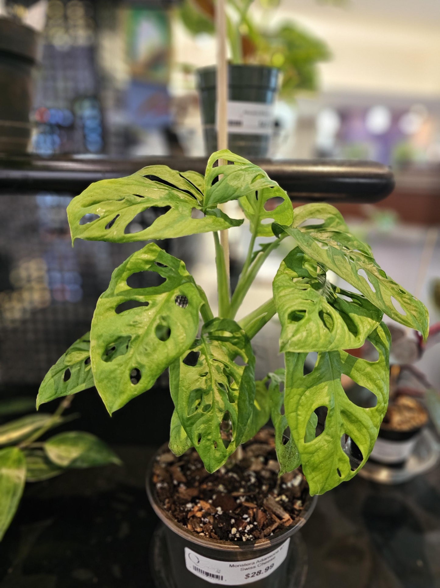 Monstera Adansonii Swiss Cheese 6"