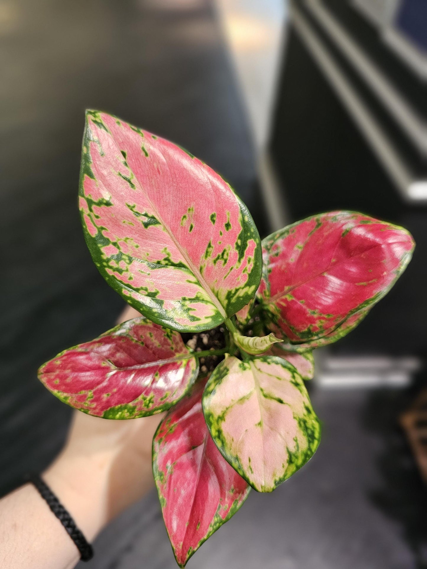 Chinese Evergreen Rich Red 4"