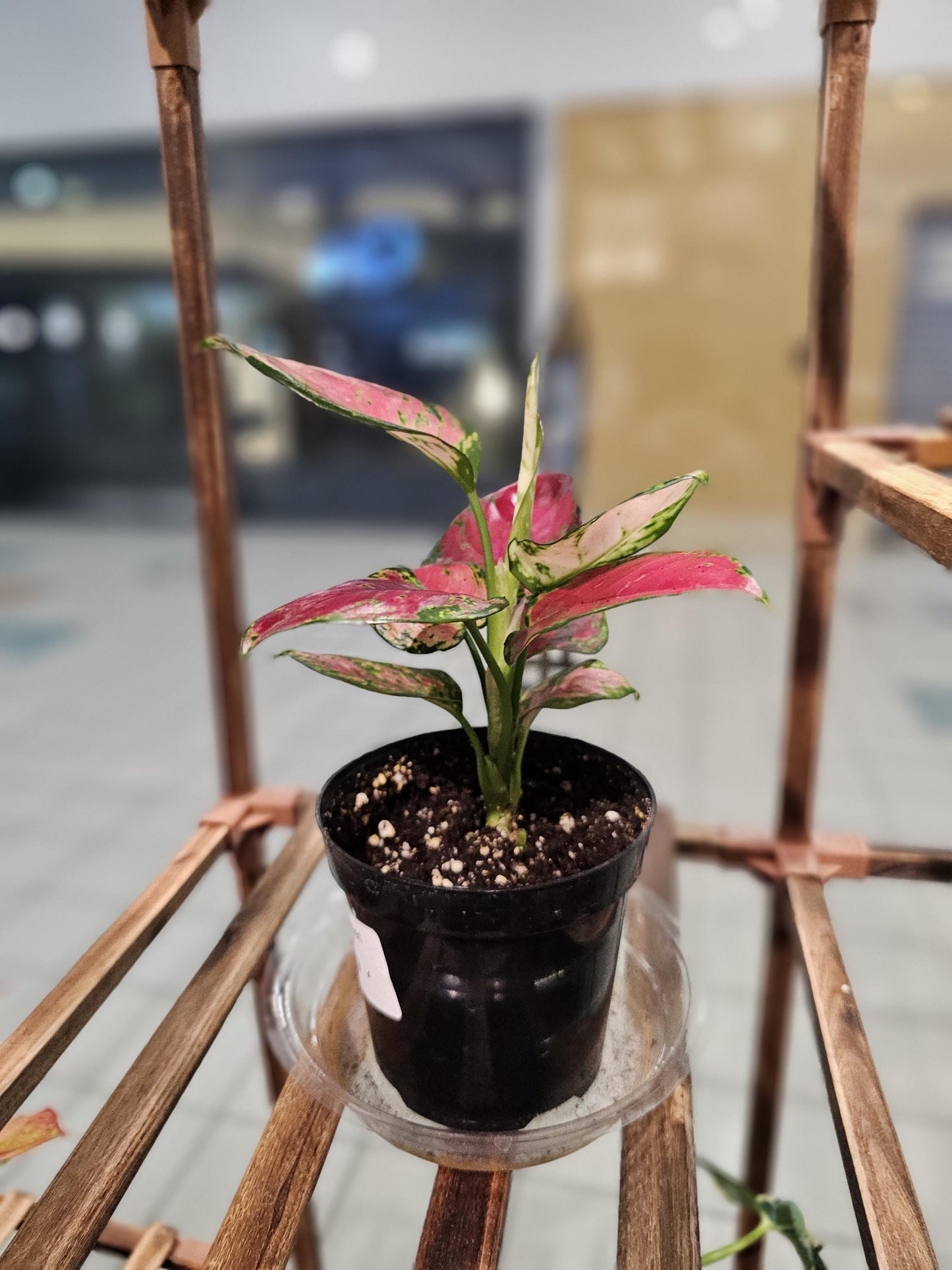 Chinese Evergreen Rich Red 4"