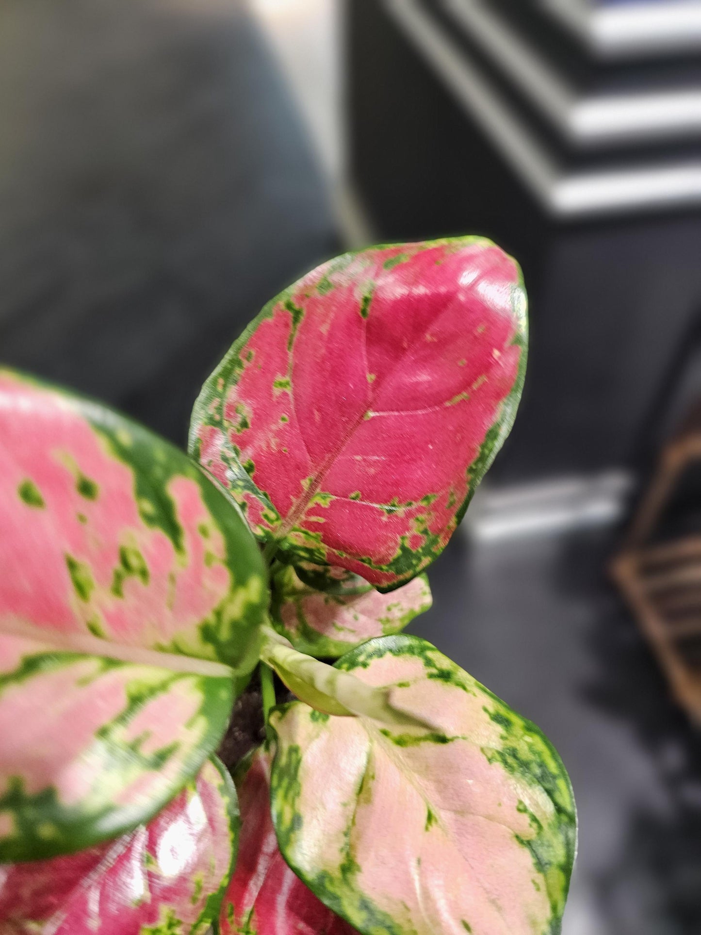 Chinese Evergreen Rich Red 4"