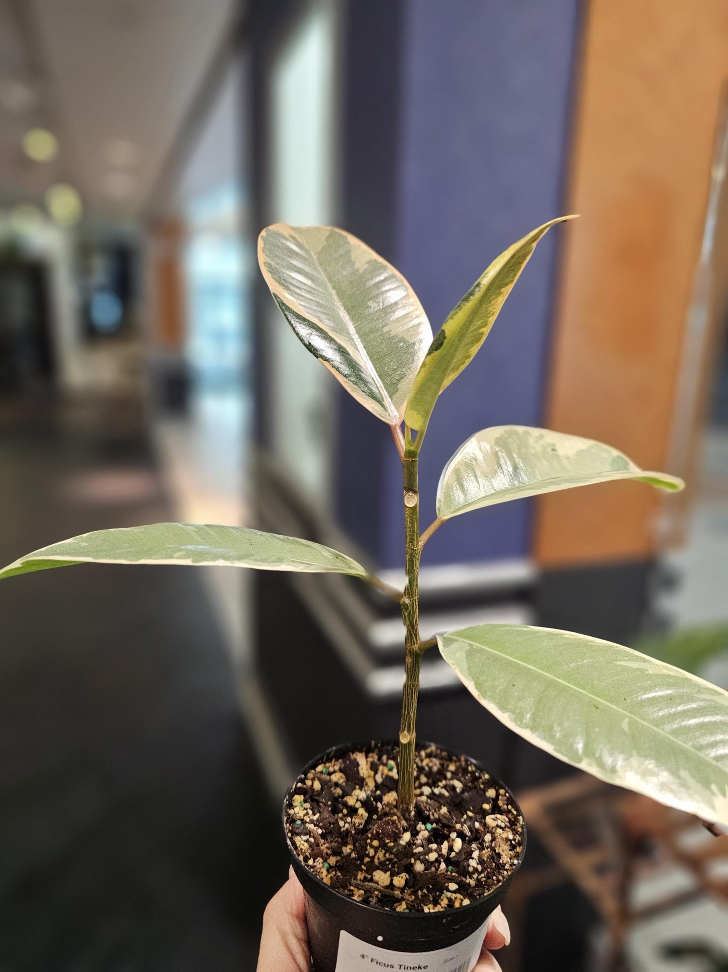 Ficus Tineke 4"
