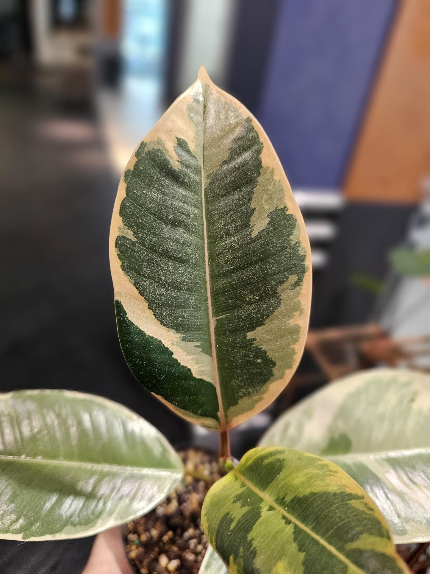 Ficus Tineke 4"