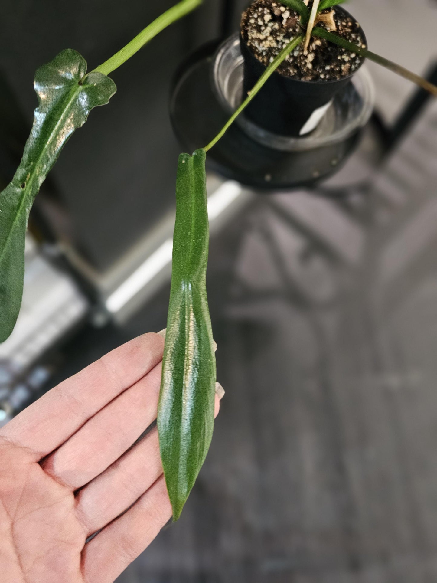 Philodendron Joepii 4"