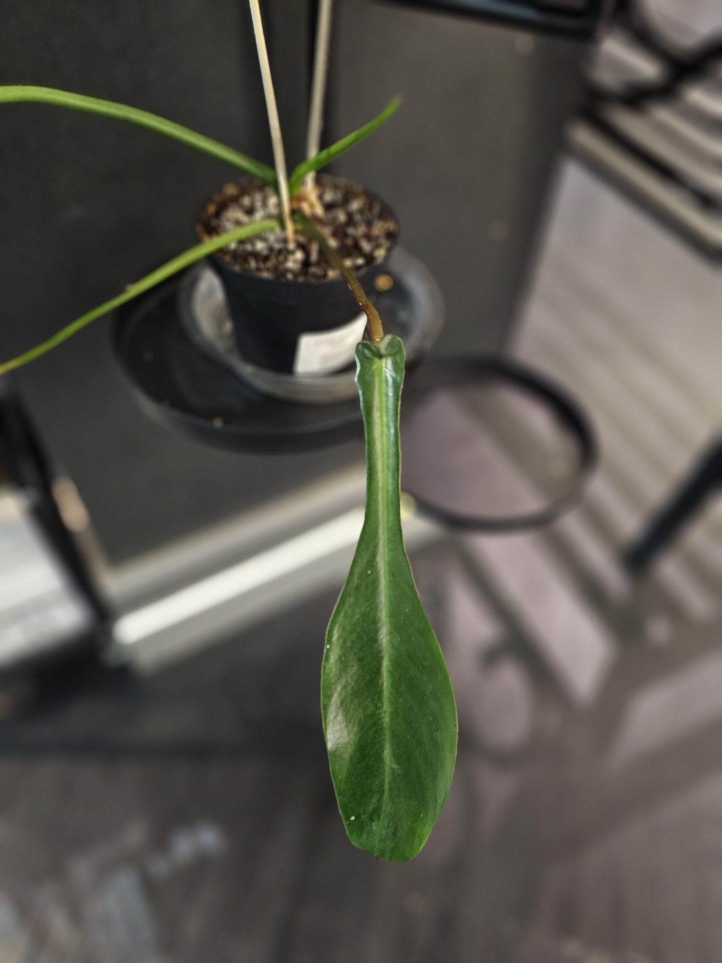 Philodendron Joepii 4"