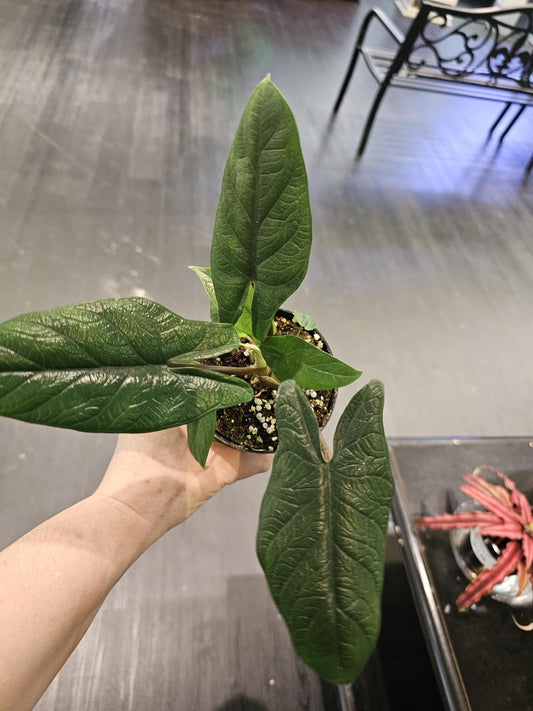 Alocasia Scalprum 4"