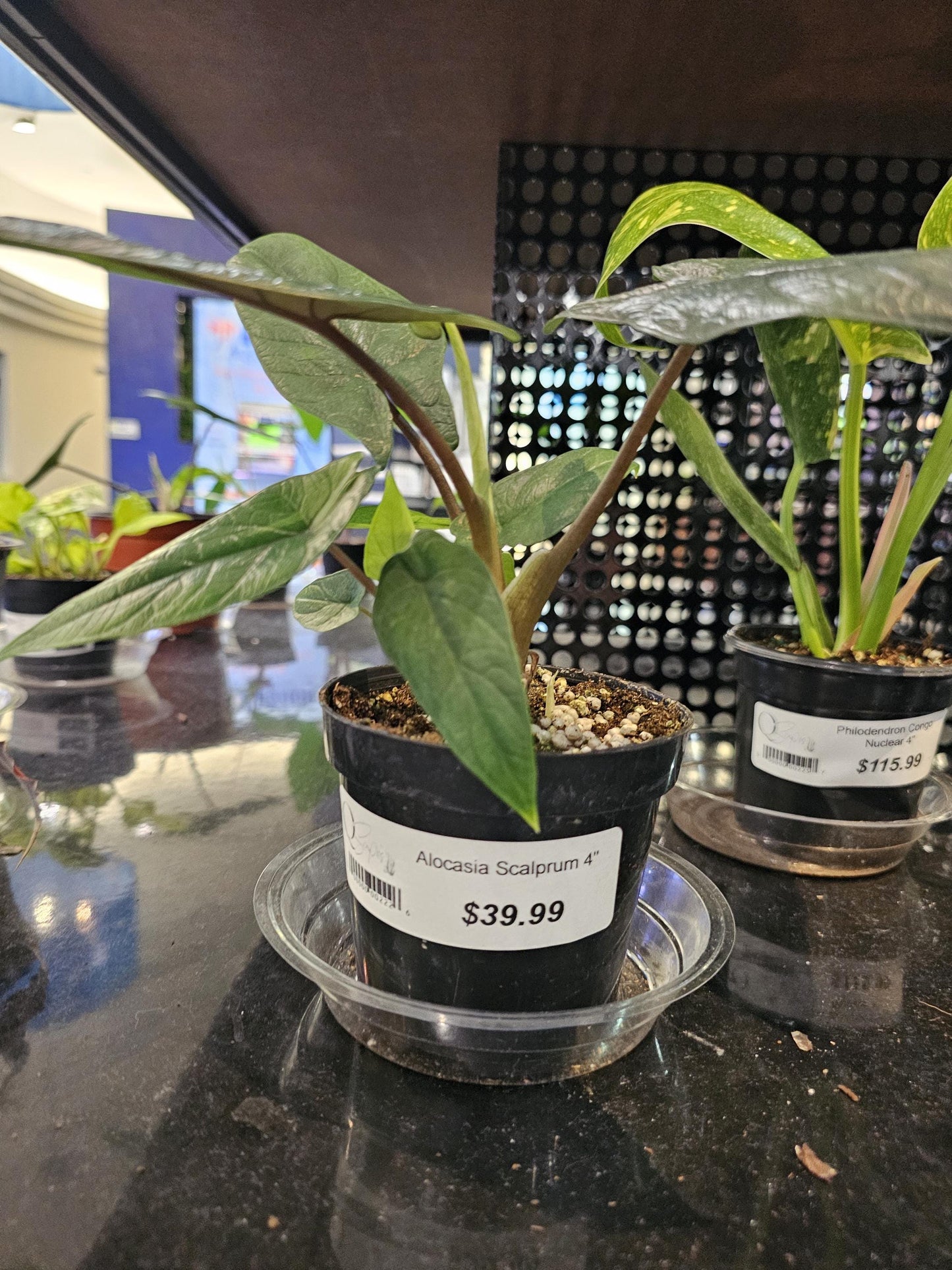 Alocasia Scalprum 4"