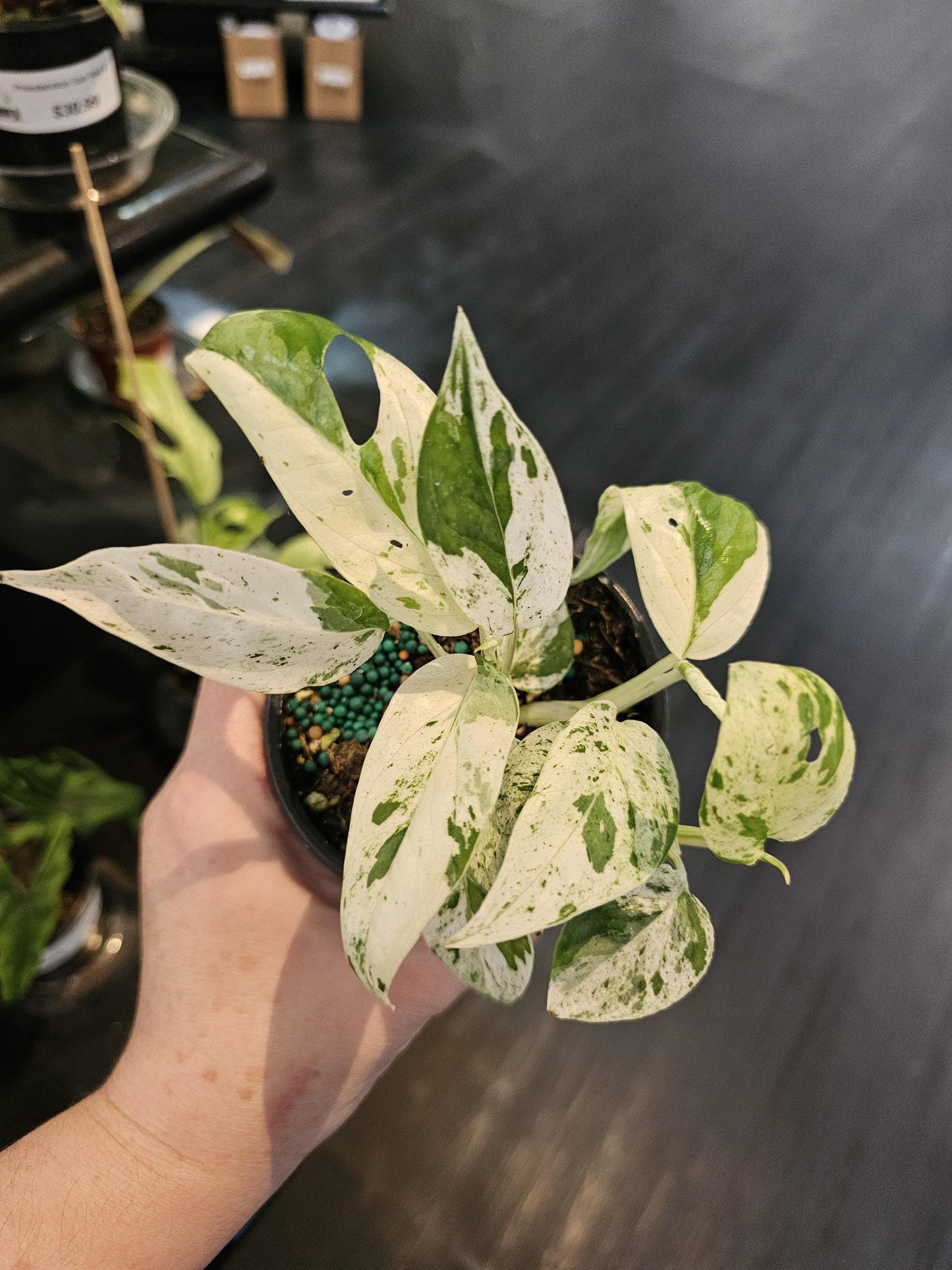 Epiprenium Marble 4"