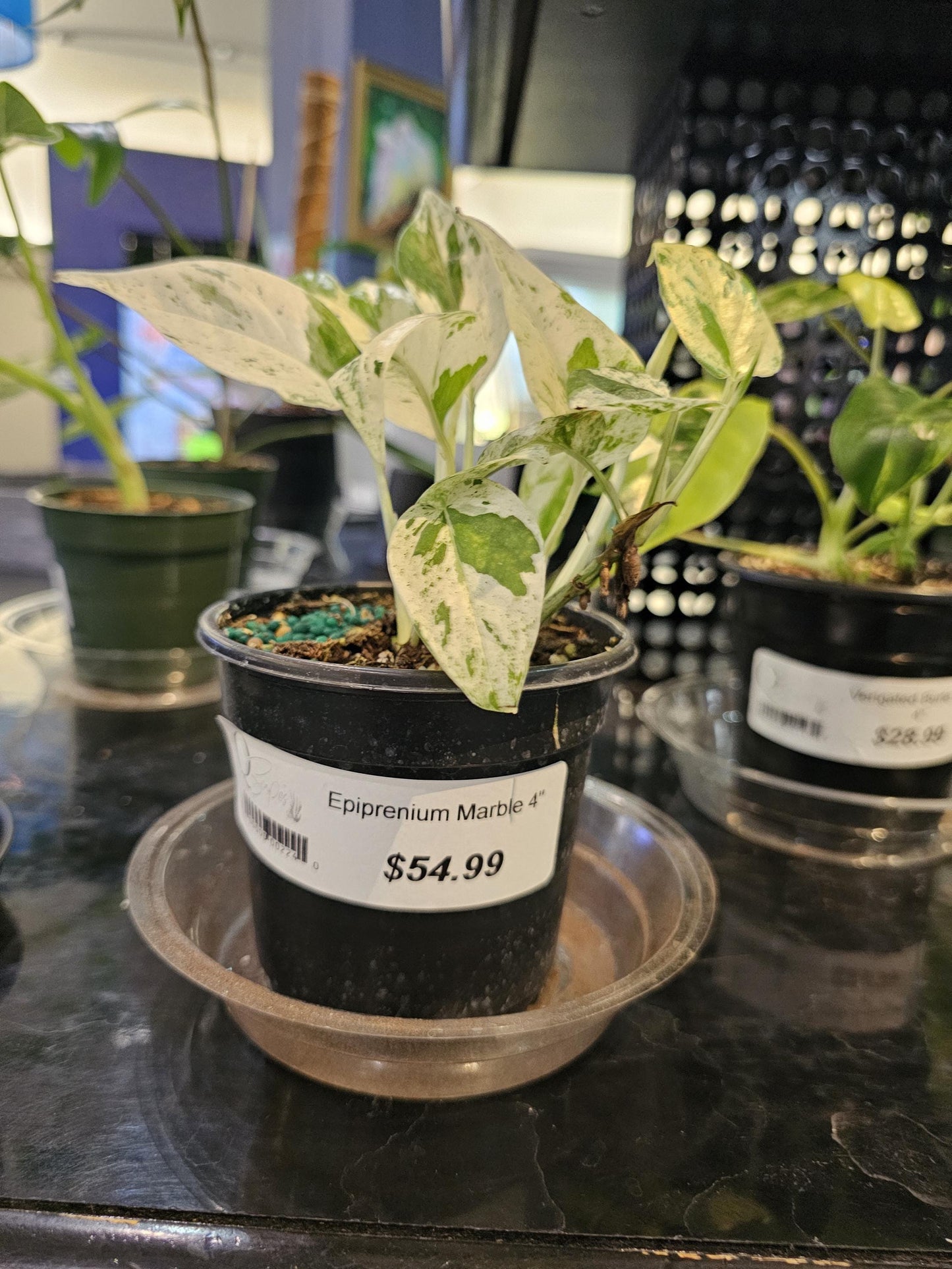Epiprenium Marble 4"