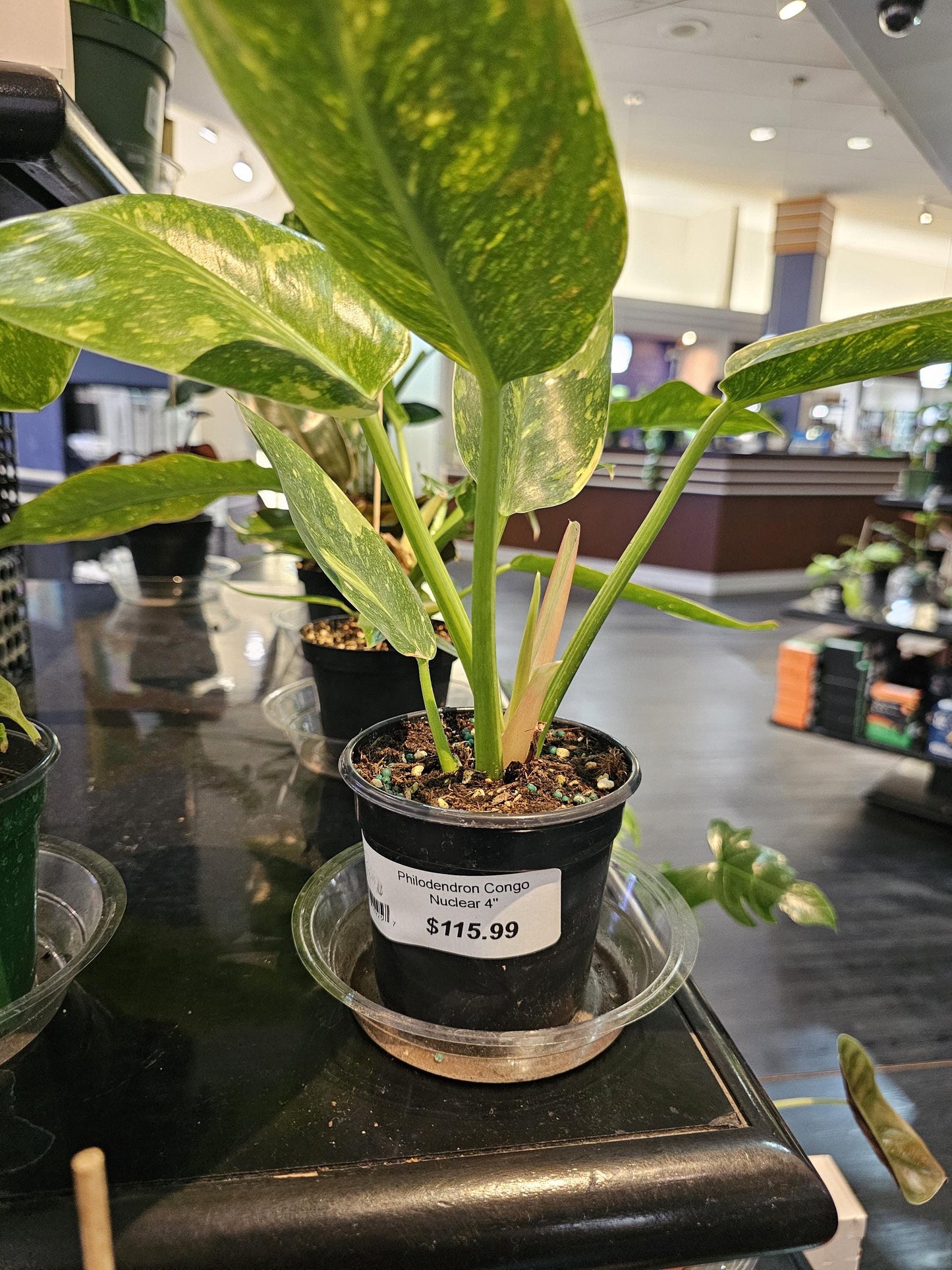 Philodendron Congo Nuclear 4"
