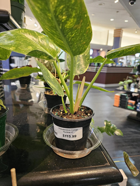 Philodendron Congo Nuclear 4"