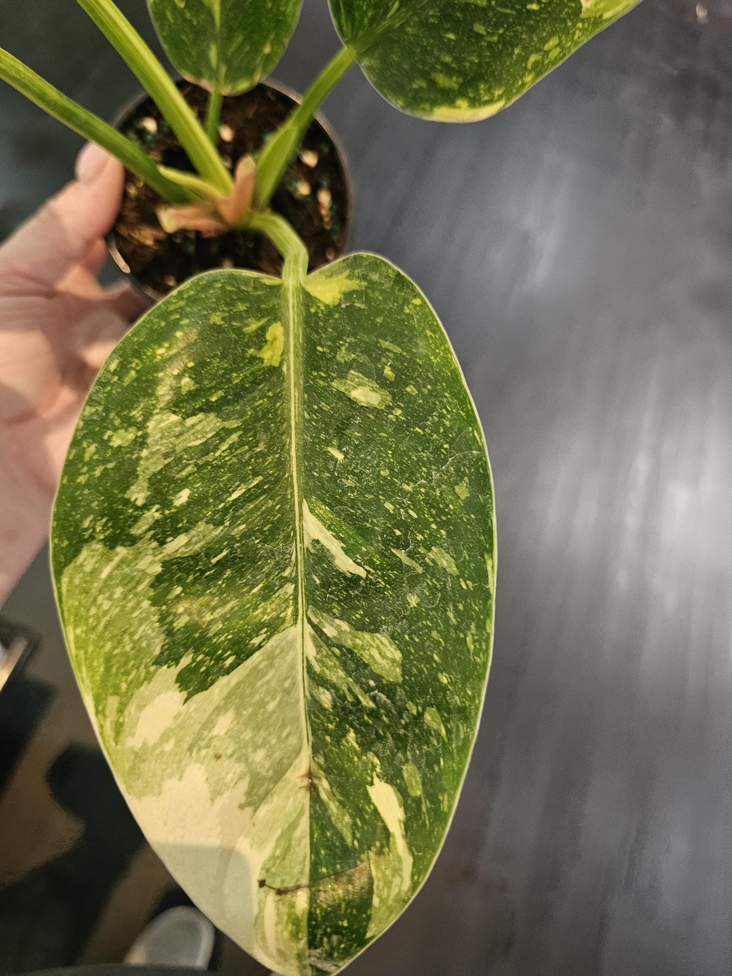 Philodendron Congo Nuclear 4"