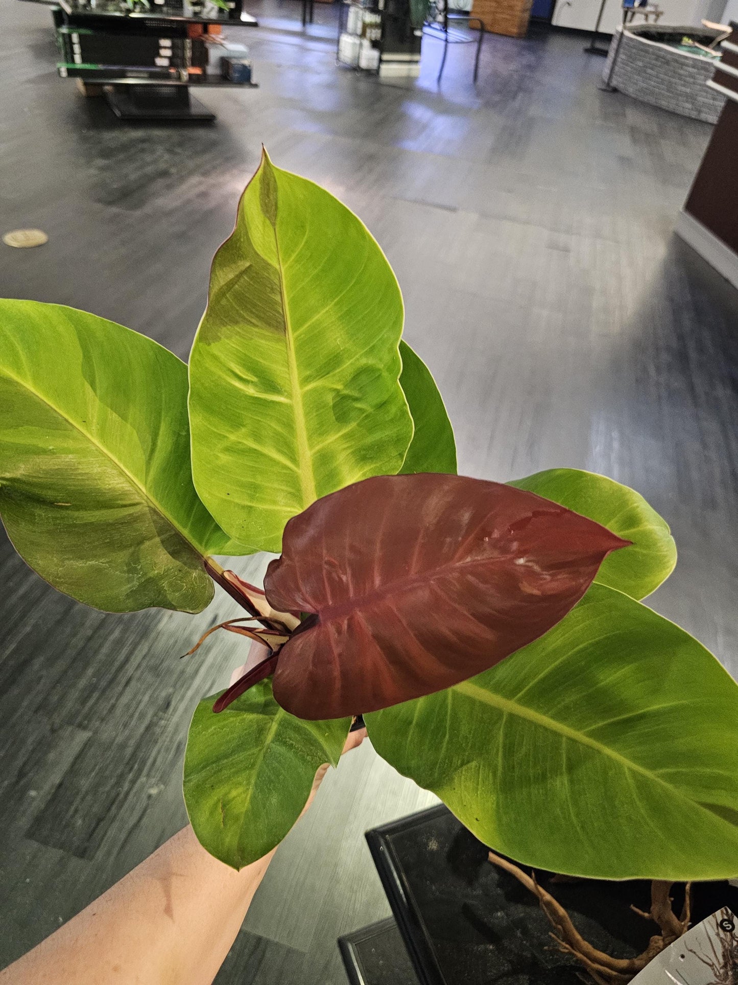 Philodendron Yellow Flame 4"