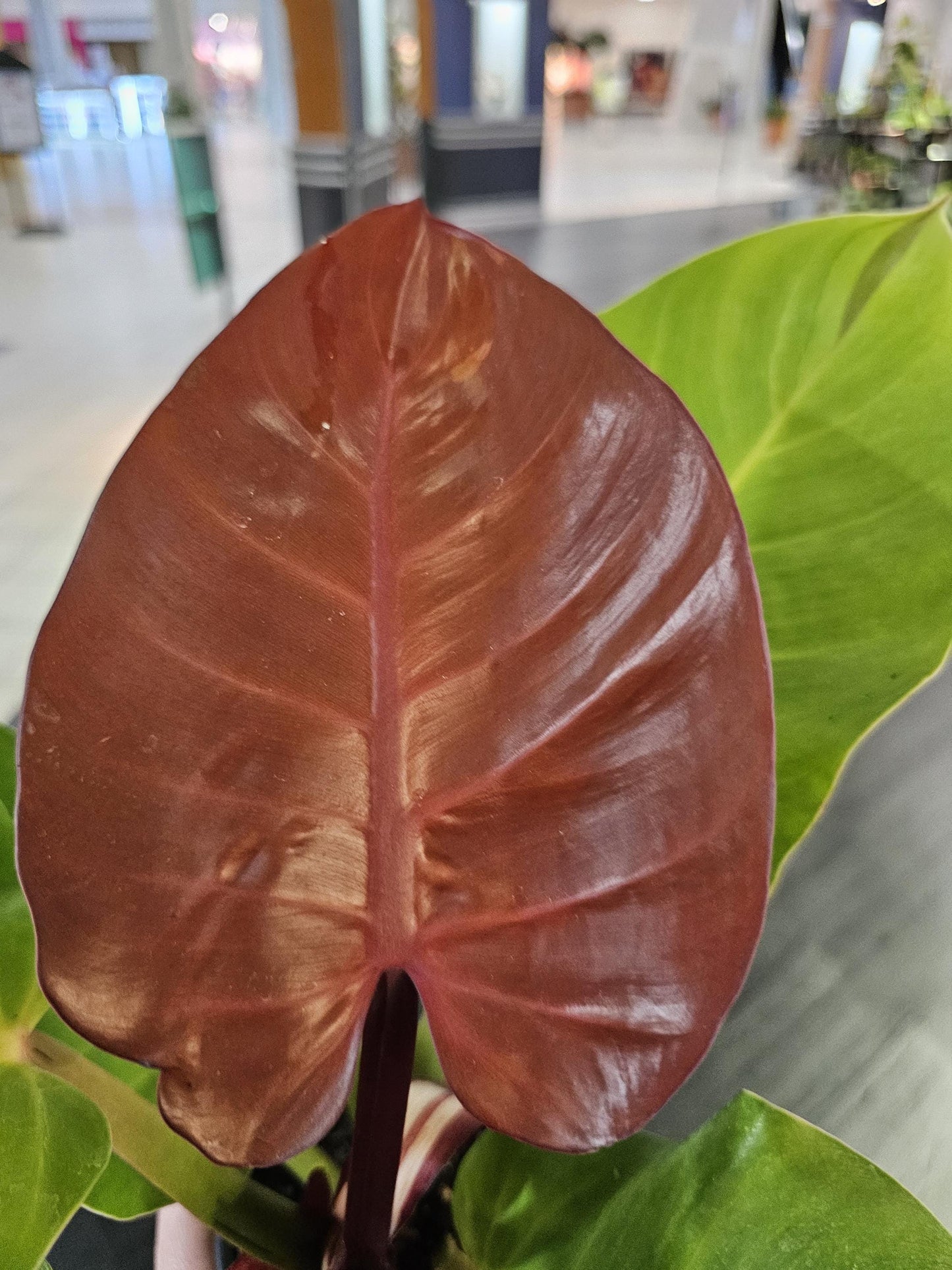 Philodendron Yellow Flame 4"