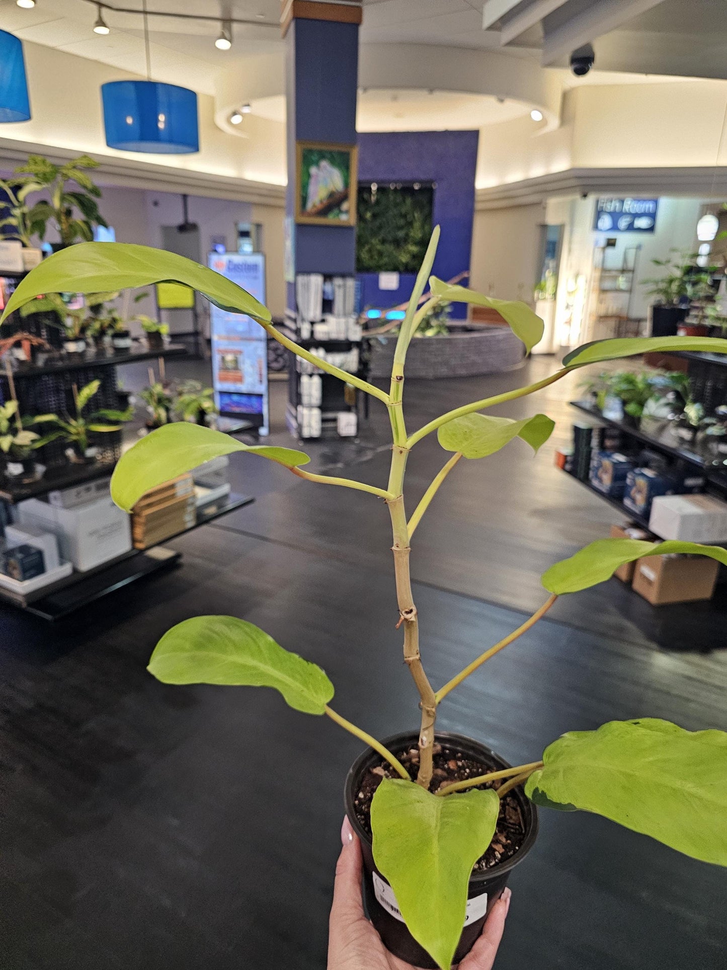 Philodendron Thai Sunrise 6"