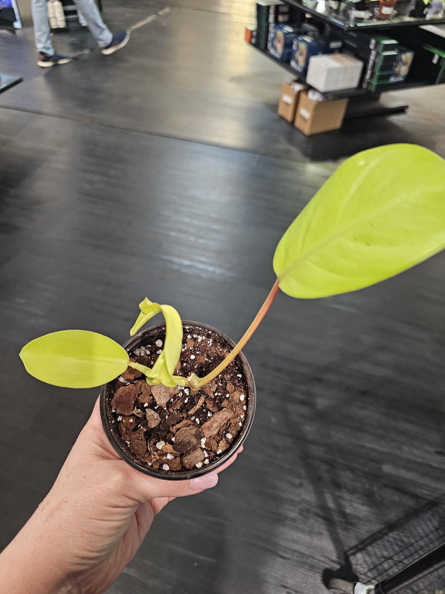 Philodendron Ceylon Beauty 4"