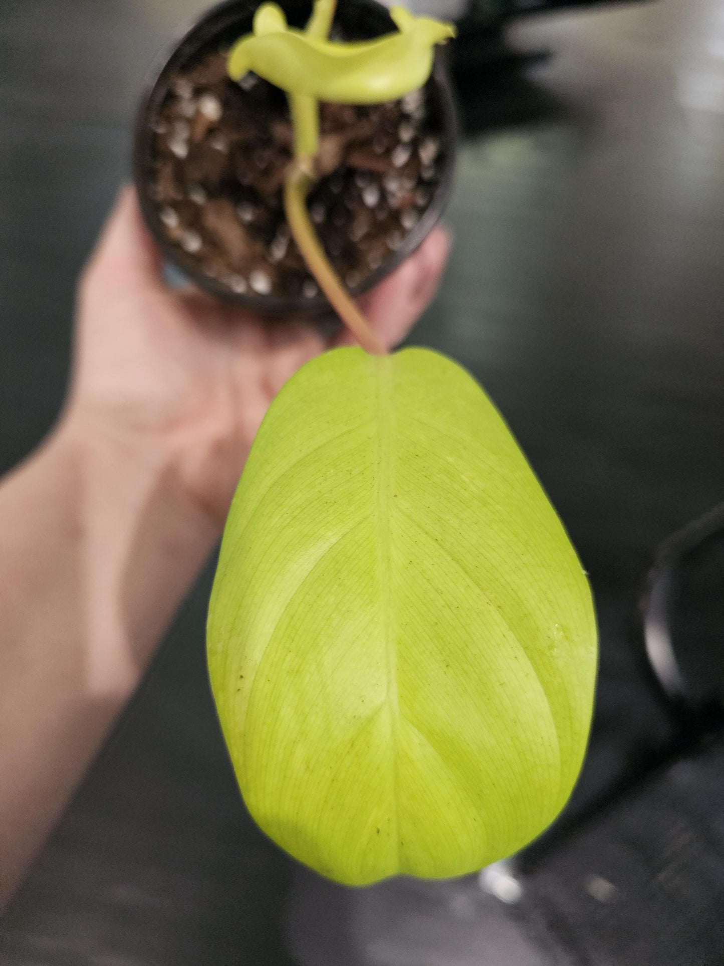 Philodendron Ceylon Beauty 4"