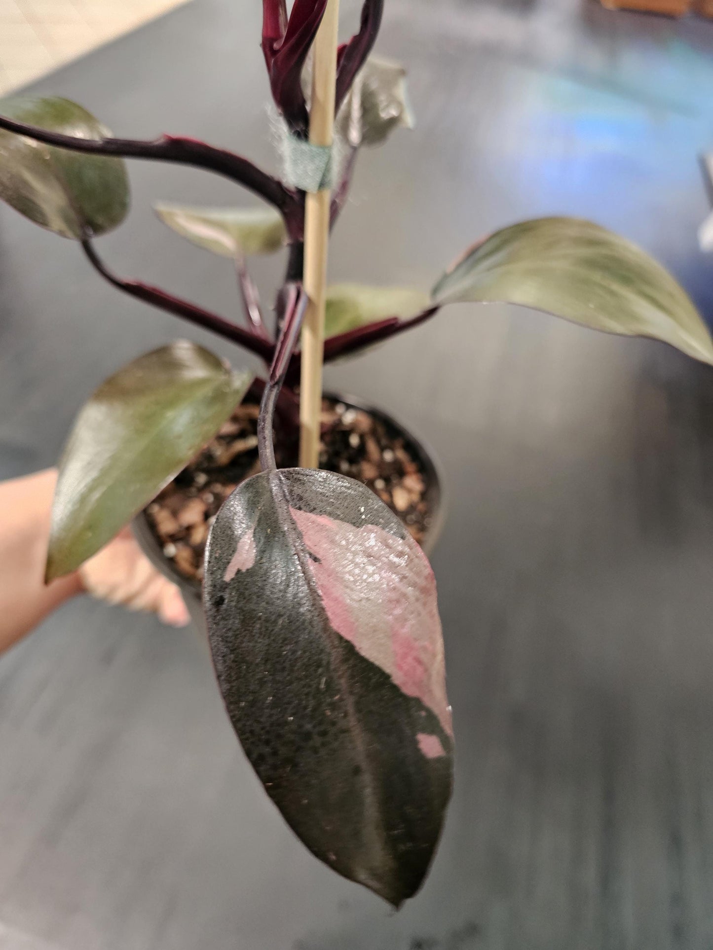 Philodendron Pink Princess 6"