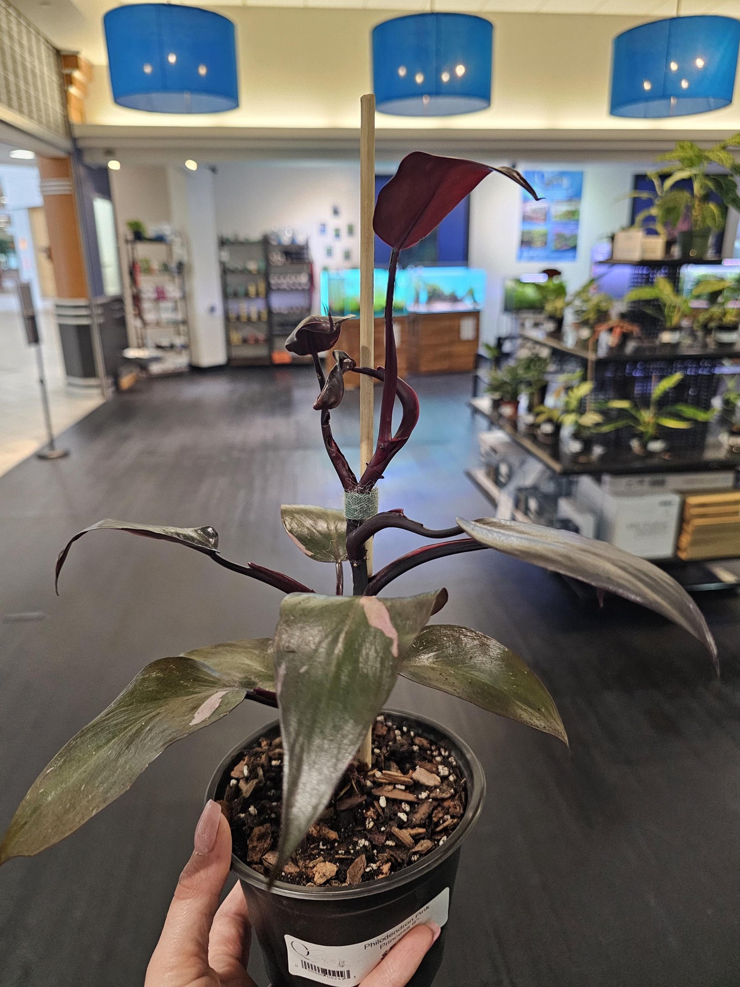 Philodendron Pink Princess 6"