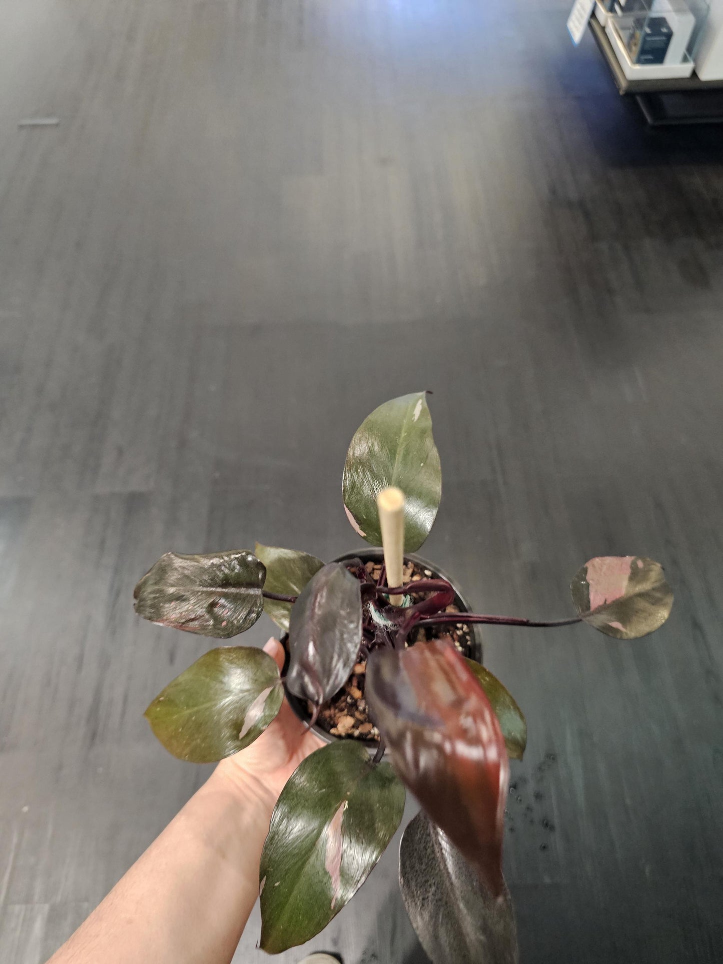 Philodendron Pink Princess 6"