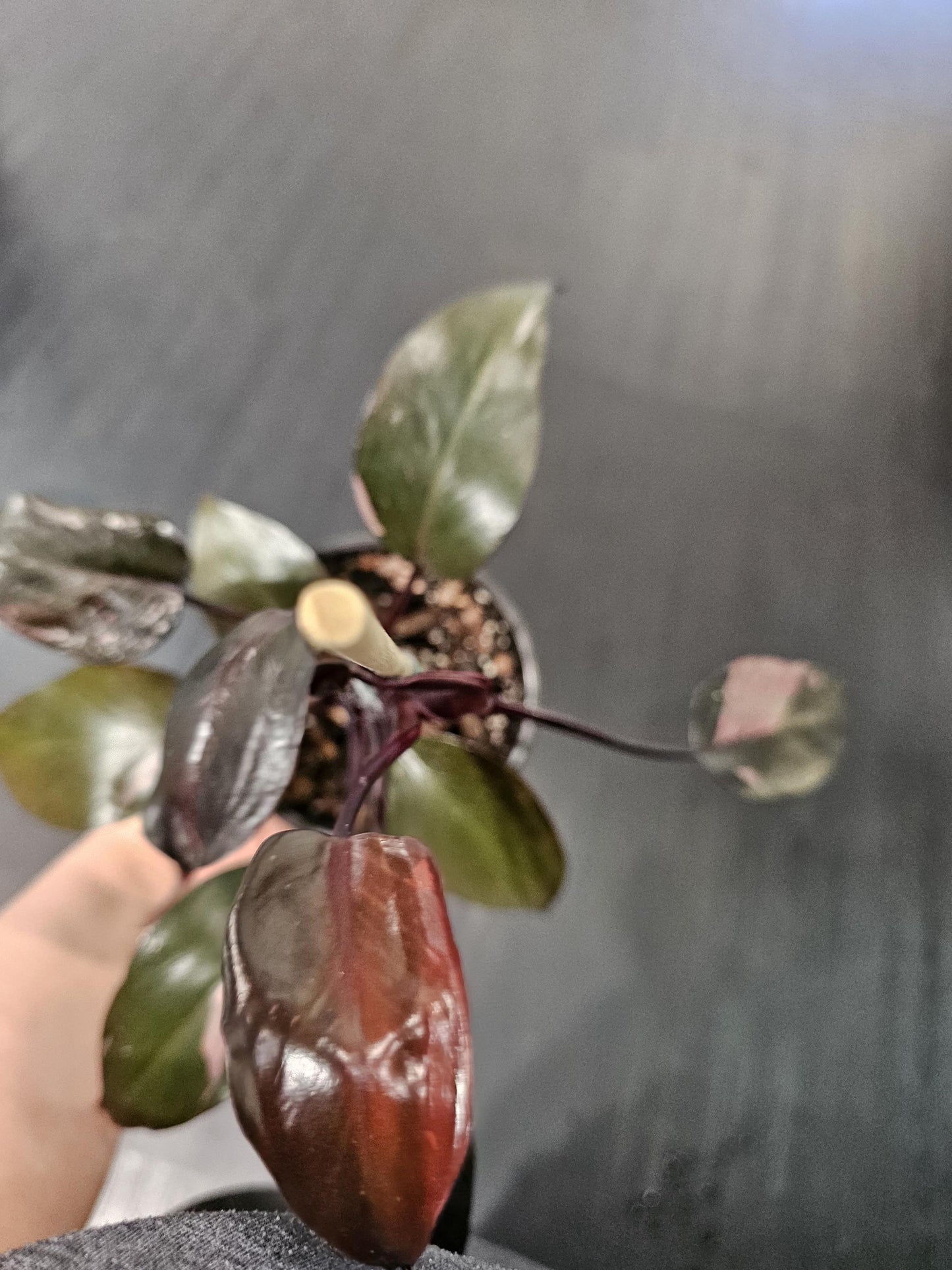 Philodendron Pink Princess 6"