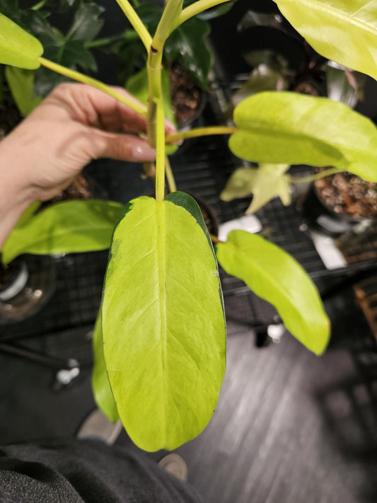 Philodendron Thai Sunrise 6"