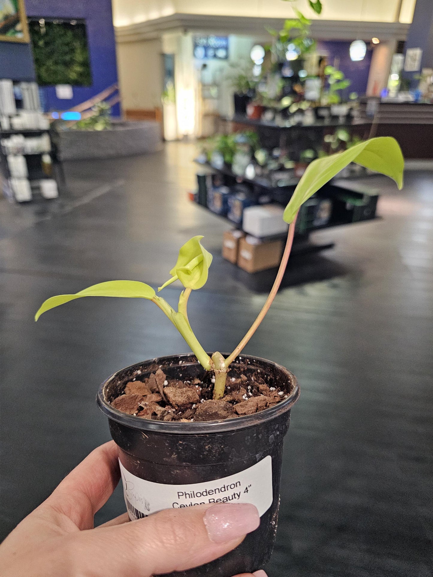 Philodendron Ceylon Beauty 4"