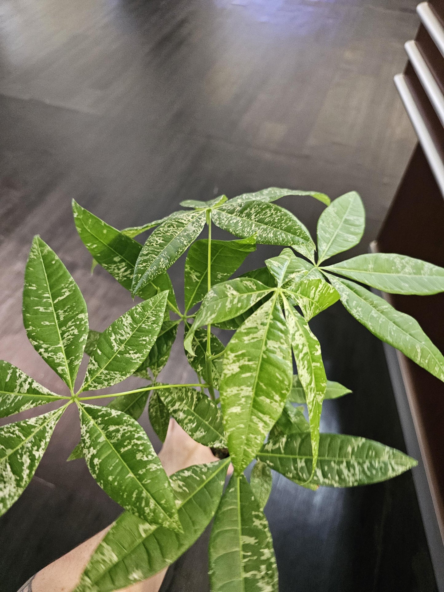 Pachira Verigated Money Tree 4"