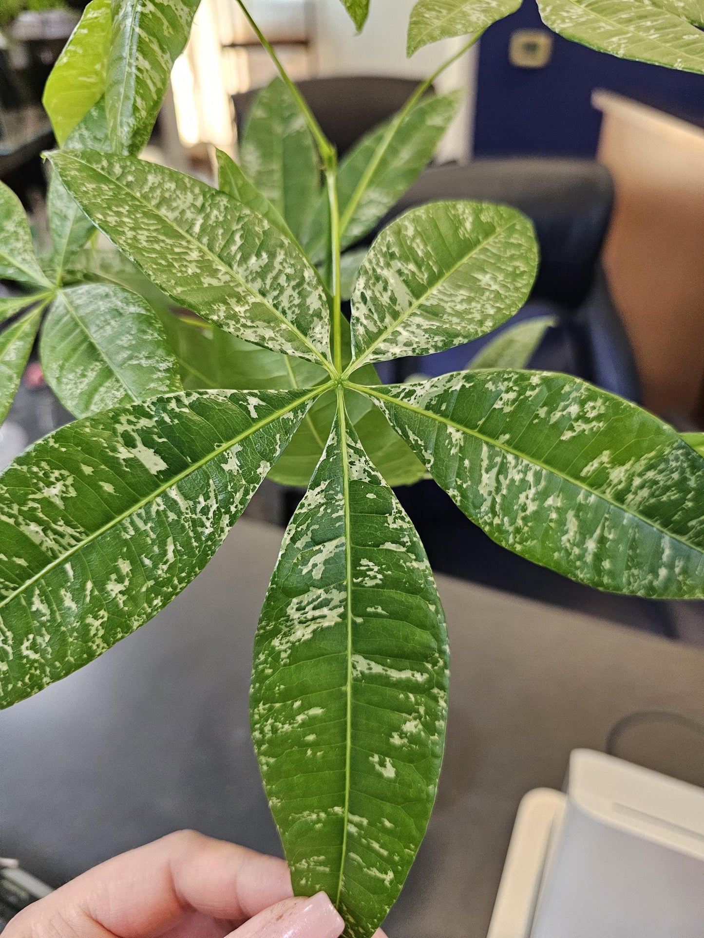 Pachira Verigated Money Tree 4"