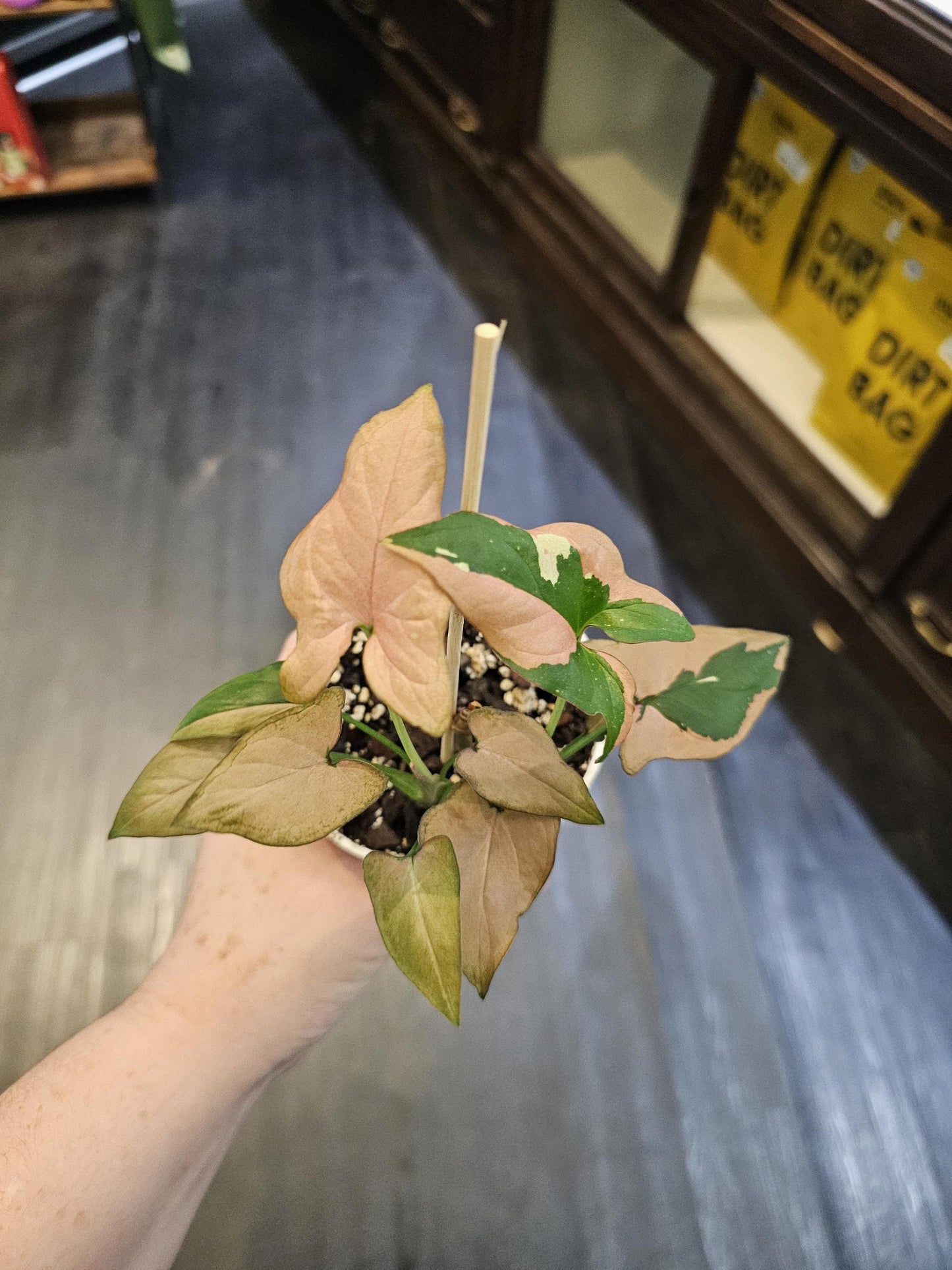 Syngonium tricolor 4"