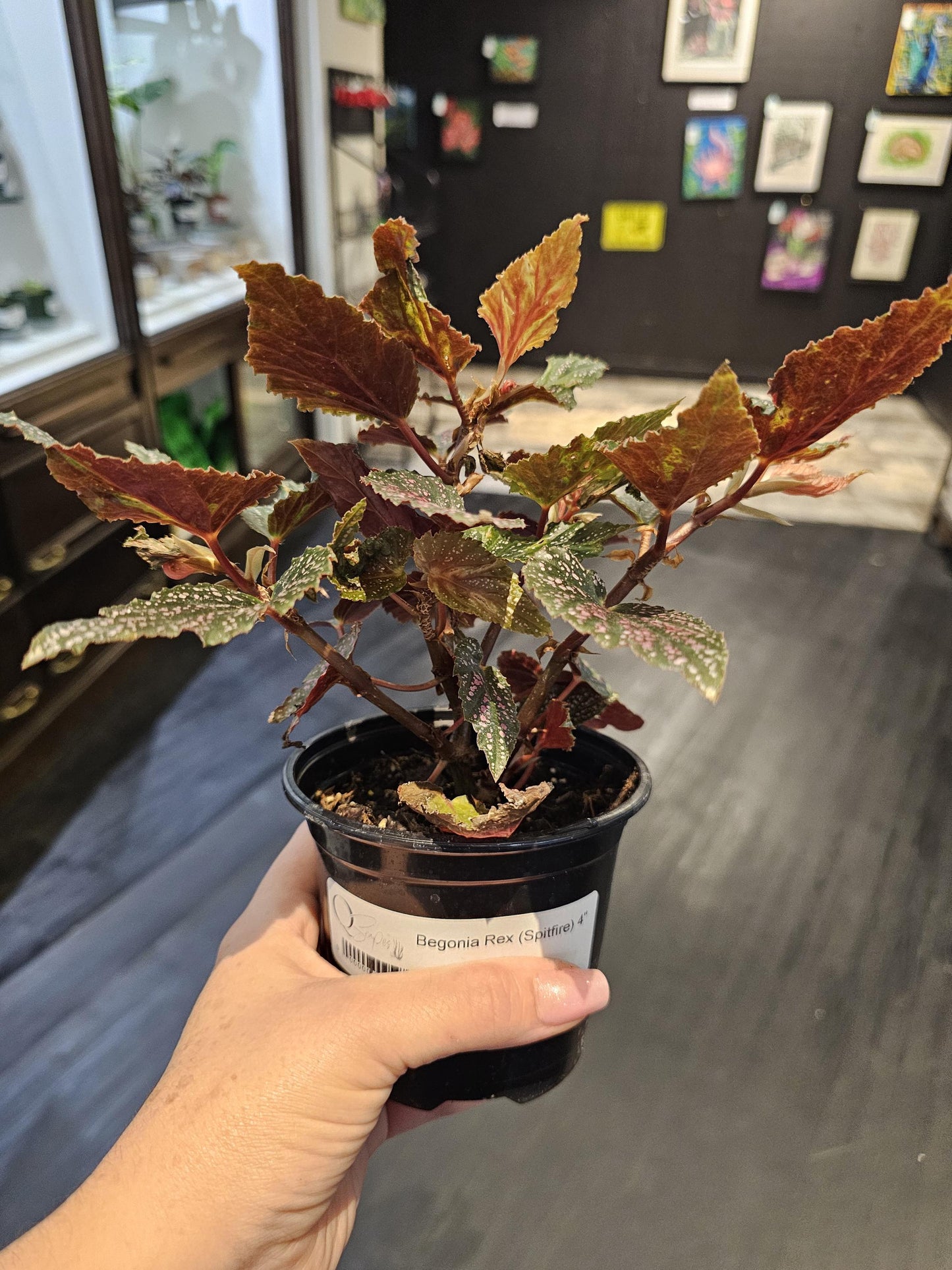 Rex Begonia Spitfire 4"