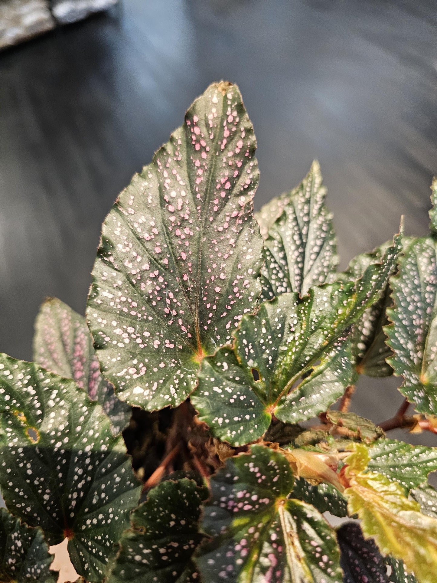 Rex Begonia Spitfire 4"